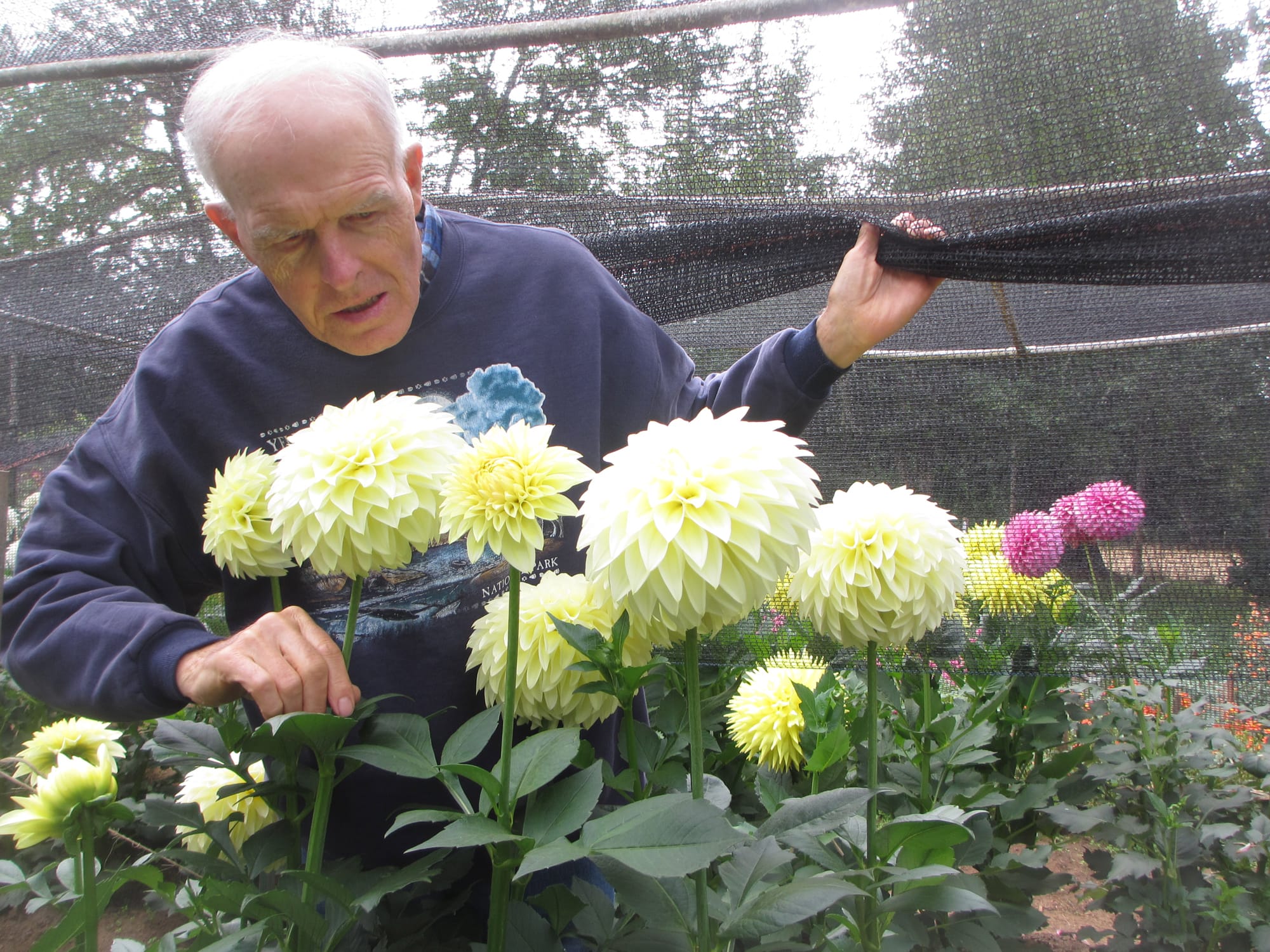 Max Ollieu shows off his Trengrove Millennium dahlias, one of which took &quot;Best in Show&quot; for a fully double bloom at the 2014 National Dahlia Show in Tacoma.