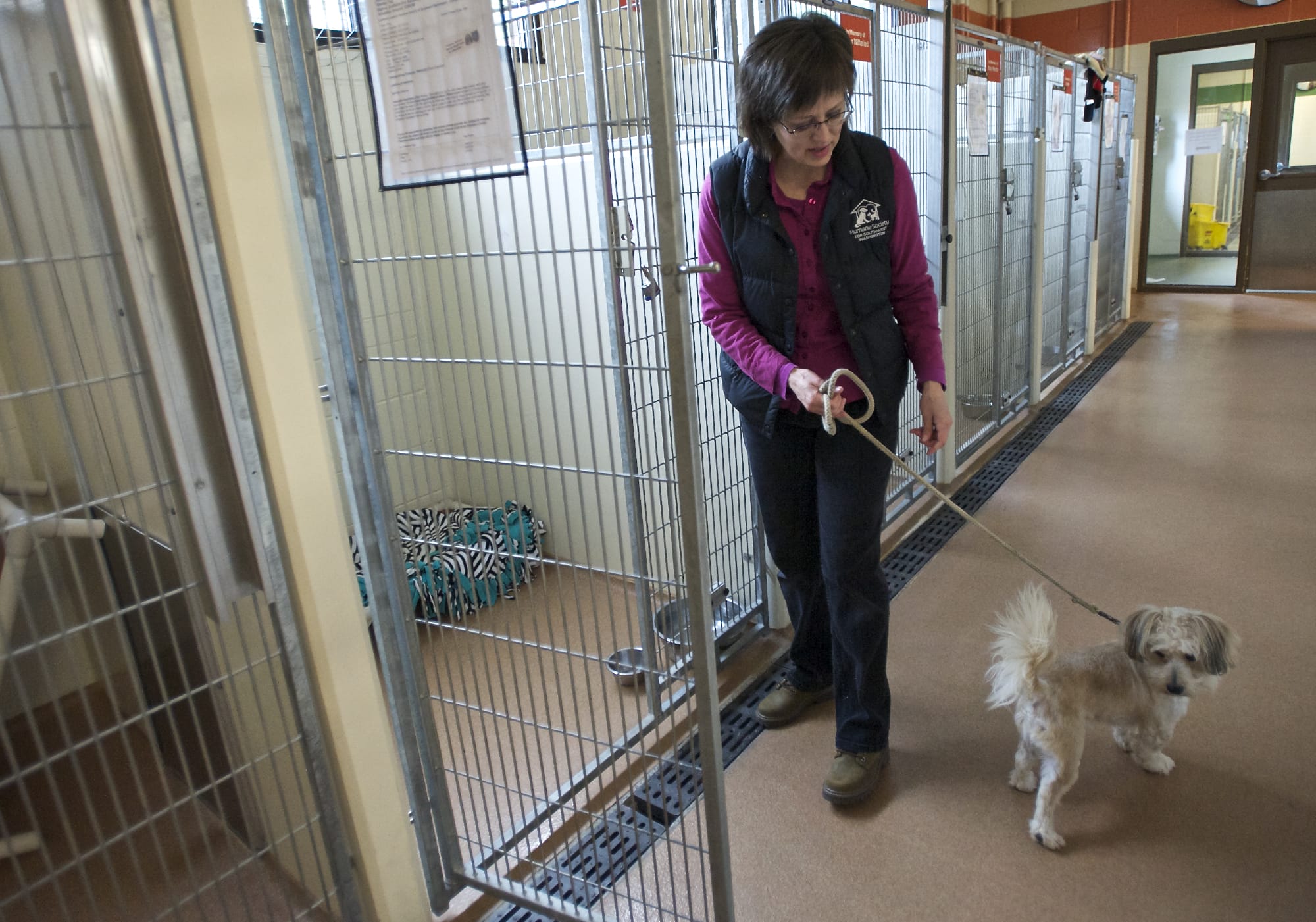 Carmen LeBlanc, supervisor of animal health and behavior at the Humane Society for Southwest Washington, works April 14 with Rover, who can be aggressive when he is moved from his position, such as in a chair or sofa.