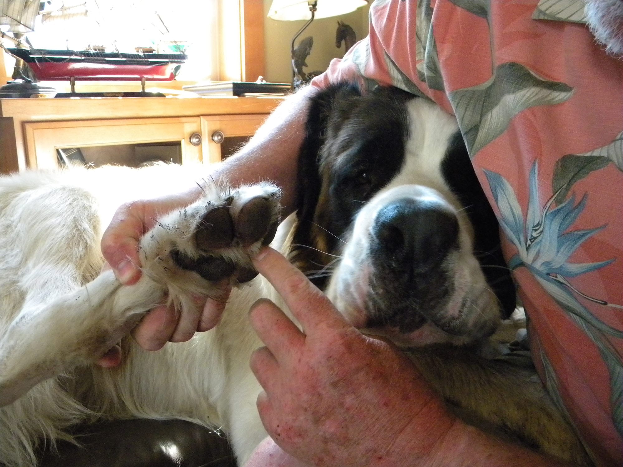 Greta, one of Lyle Nelson's two St. Bernards, has raw paws after spending the night on a steep hillside after she got stuck Saturday.