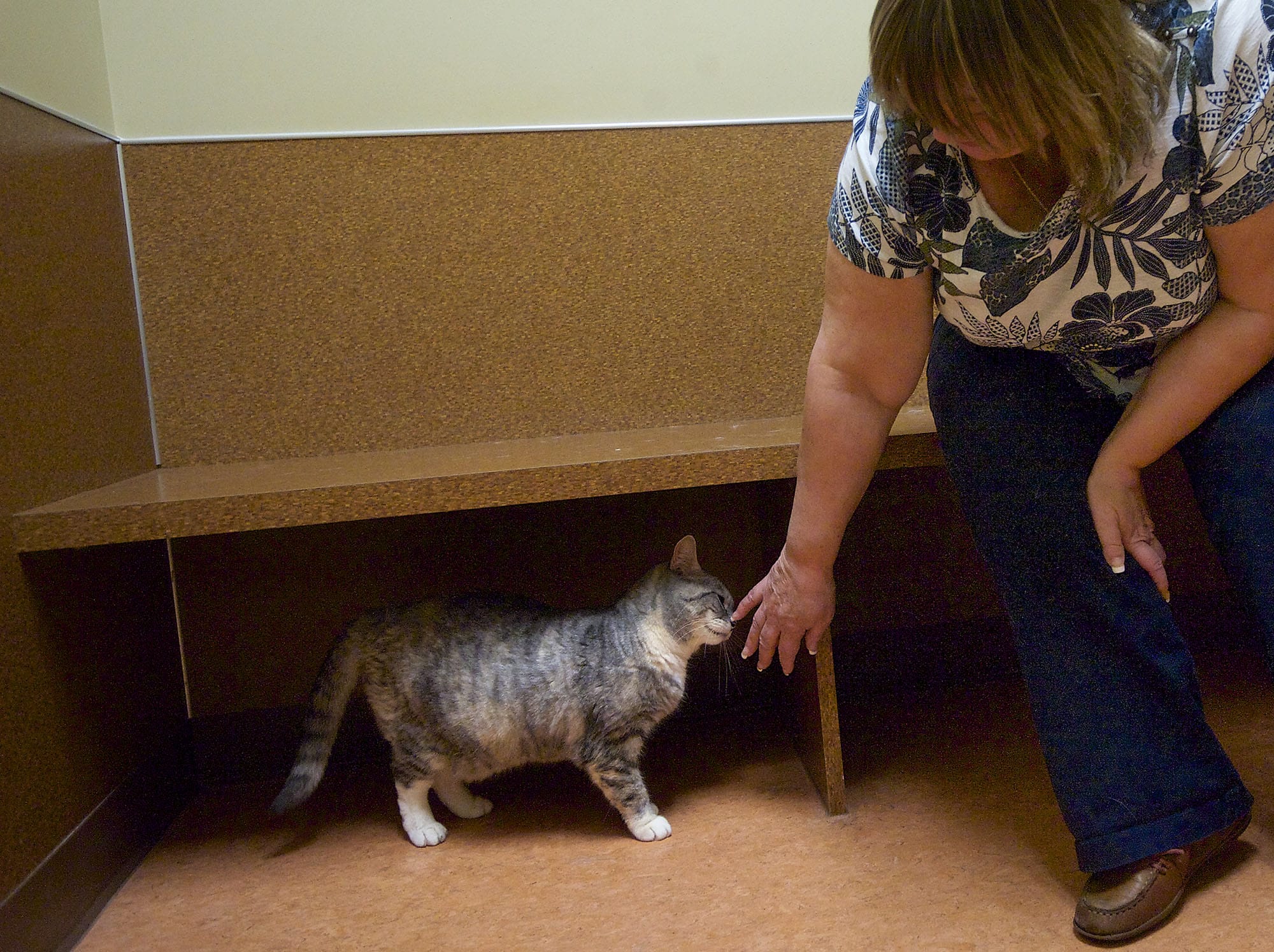 Spay-and-neuter programs have helped greatly reduce the number of cats left annually at the Humane Society for Southwest Washington.