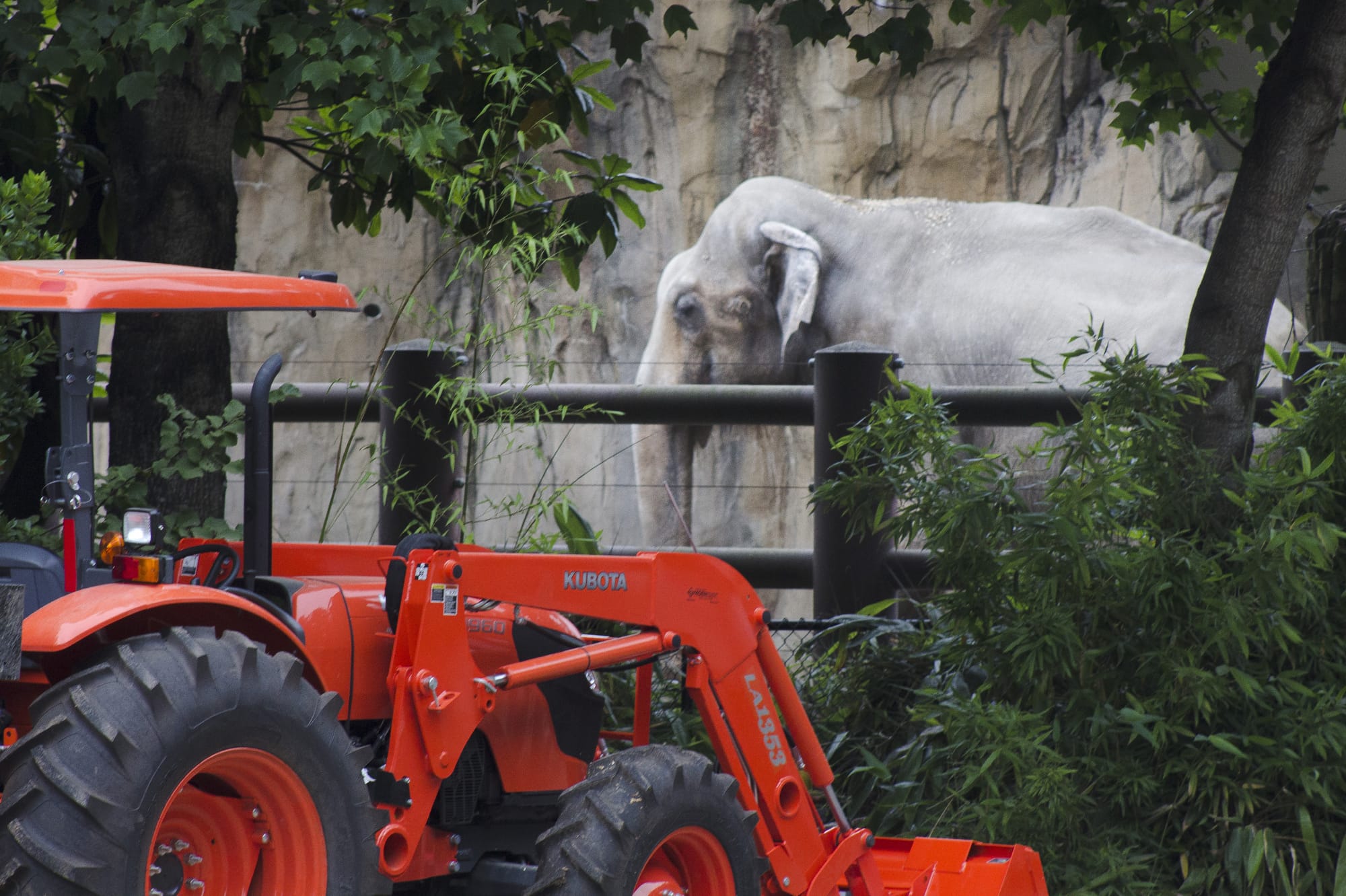 Packy roams his enclosure at the Oregon Zoo in July while construction of the new elephant enclosure and exhibit continues.