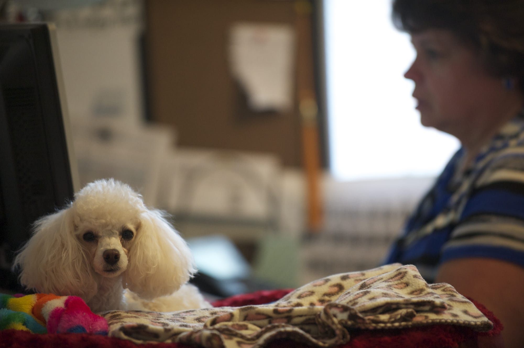 Tami Marshall works as a medical coder from home with her dog Jazzy to keep her company on Wednesday June 11, 2014.