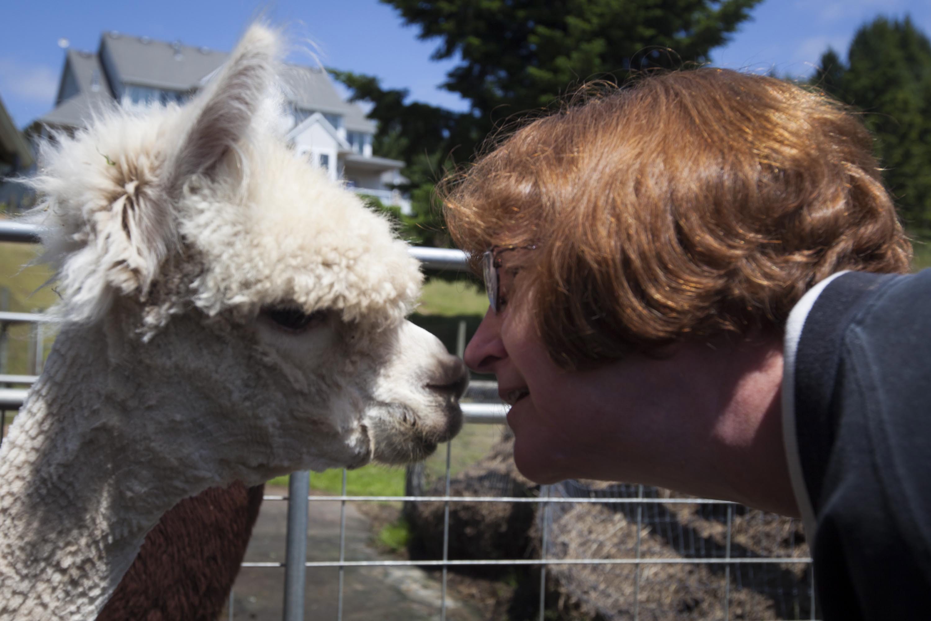 Ruth Gohl connects with one of her and her husband Darylis alpacas at Columbia Mist Alpaca farm on Sunday.  The couple was shearing their own alpacas, around 70, and those of three other owners.