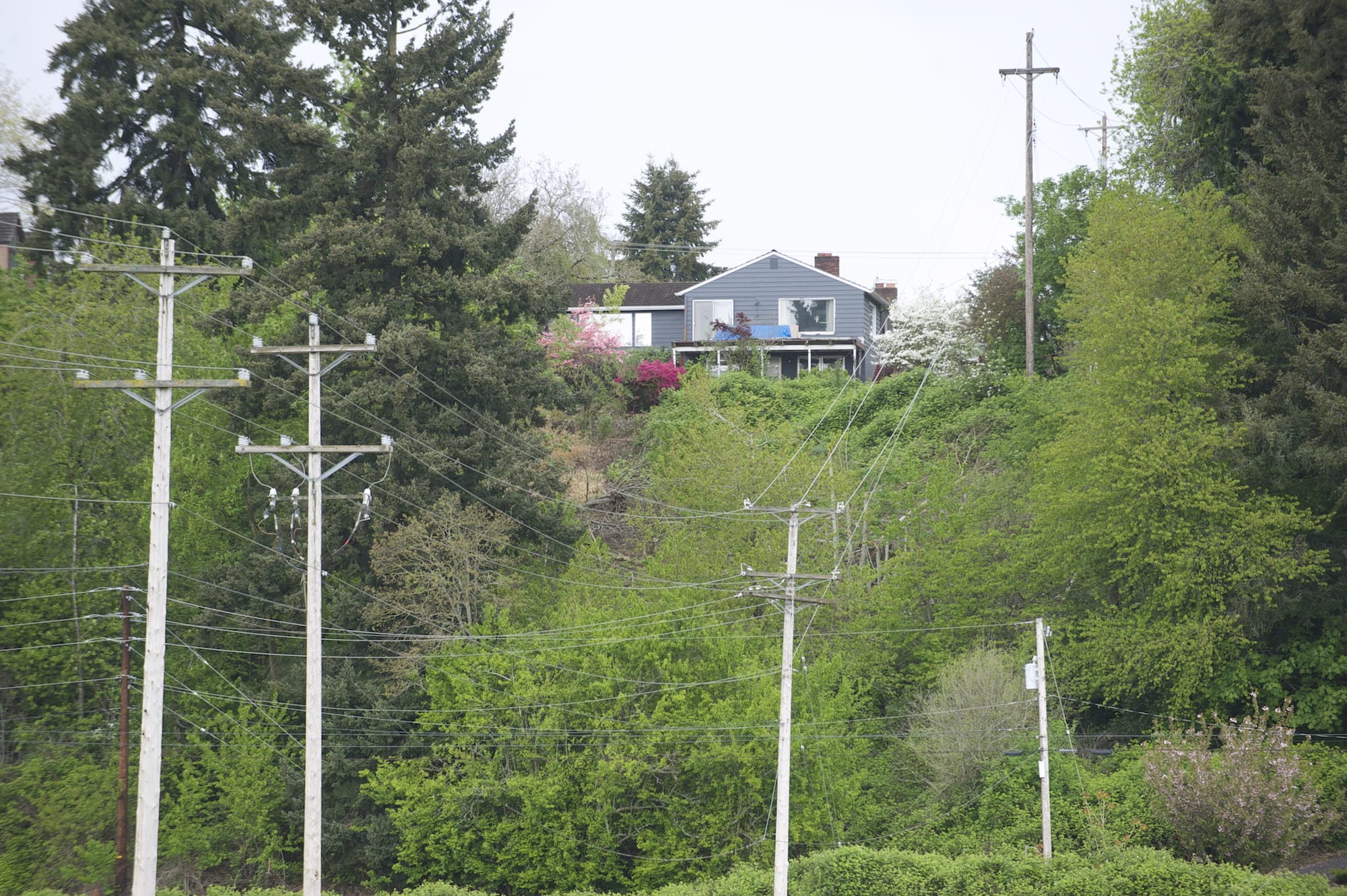 A Vancouver man allegedly cleared trees from this 15,000 square foot area of land below his home earlier this month.
