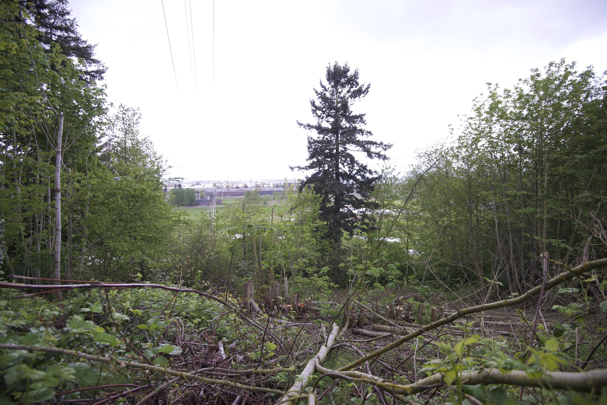 An official with the city of Vancouver said the man illegally removed several trees near his home to enhance the view.