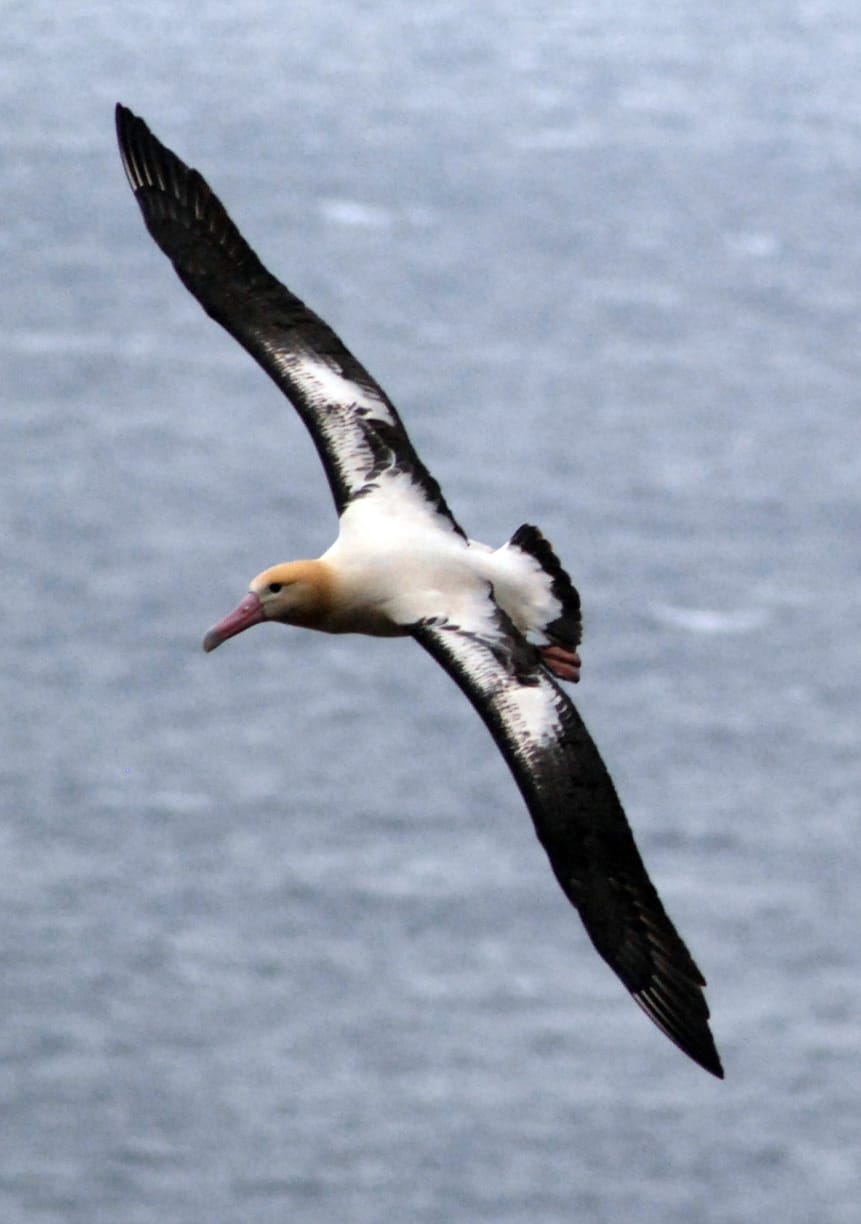 Rob Suryan/Oregon State University assistant research professor
An endangered short-tailed albatross flies over the Pacific. Federal fisheries managers are proposing a rule to require West Coast fishermen who lay long lines of baited hooks along the ocean bottom to also tow behind them lines of fluttering plastic to scare away birds trying to steal the bait.