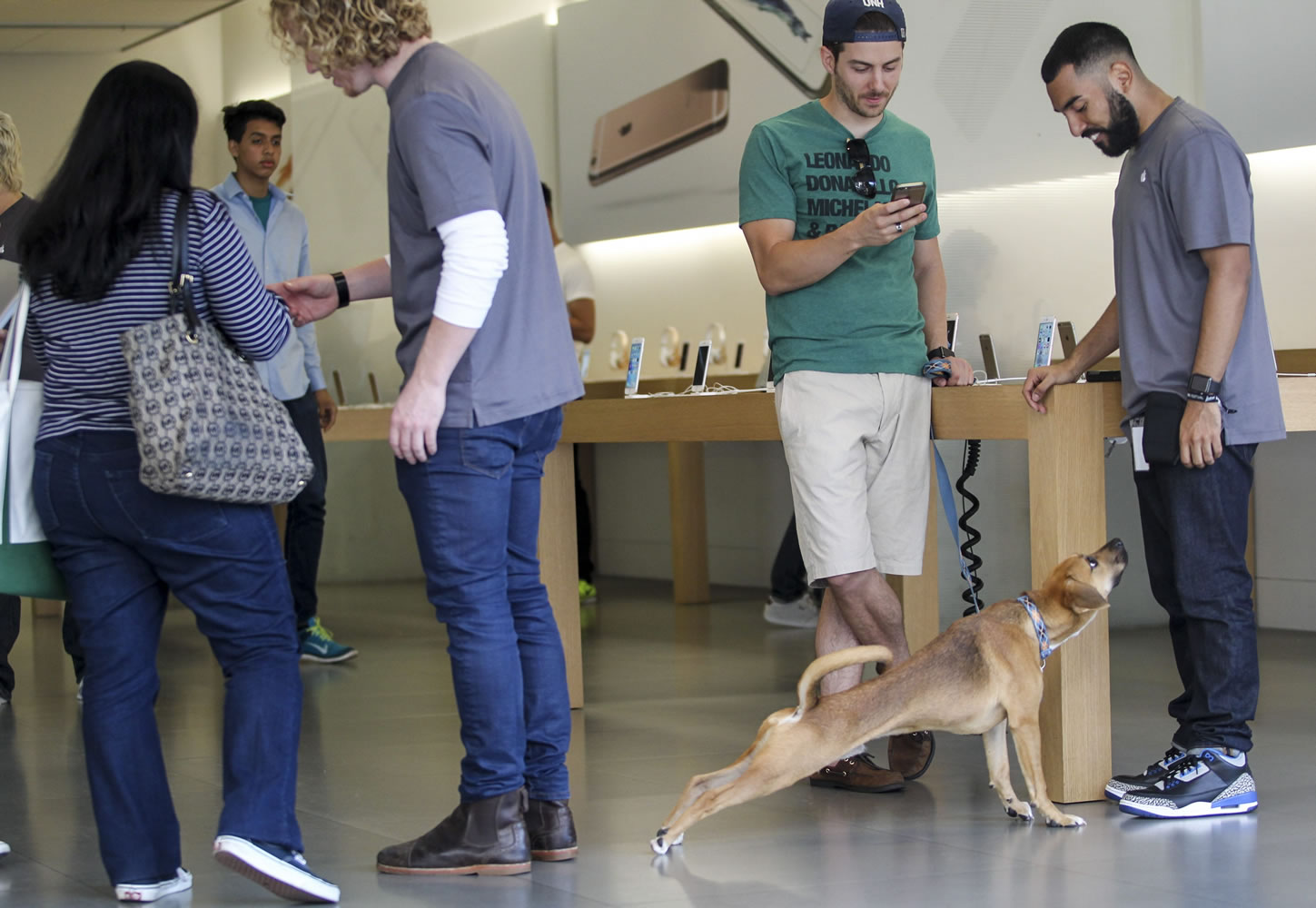 A dog stretches as a customer tries out Apple iPhone 6s and iPhone 6s Plus smartphones Friday at the Apple store at The Grove in Los Angeles. (Ringo H.W.