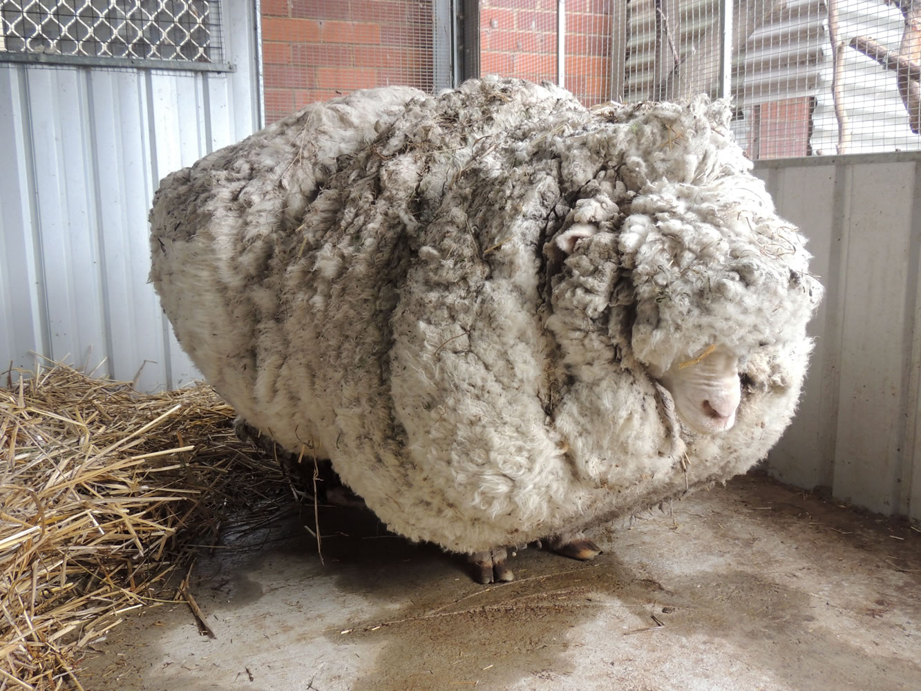 An overgrown sheep found in Australian scrubland is prepared to be shorn in Canberra, Australia, on Thursday. The wild, castrated merino ram named Chris, yielded 89 pounds of wool — the equivalent of 30 sweaters &oacute; and sheded almost half his body weight.