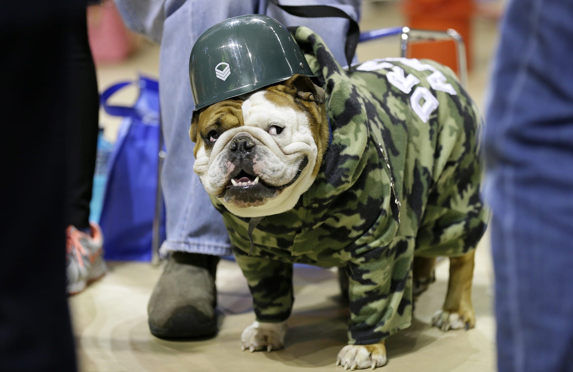 Tank, owned by Duane Smith of Des Moines, Iowa, waits to be judged Sunday during the 36th annual Drake Relays Beautiful Bulldog Contest in Des Moines.