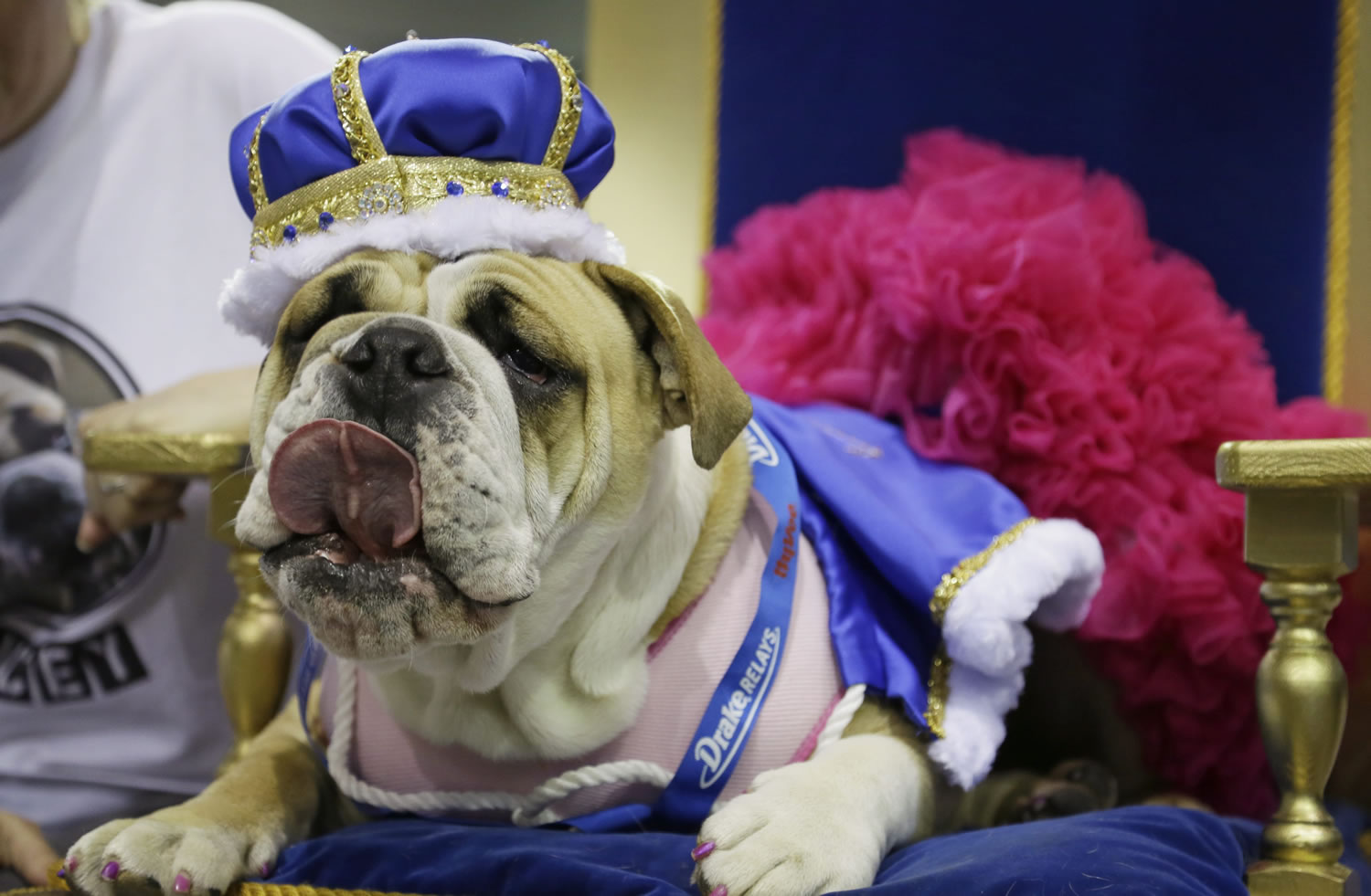 Lucey sits on the throne after being crowned the winner of the 35th annual Drake Relays Beautiful Bulldog Contest  Monday in Des Moines, Iowa.