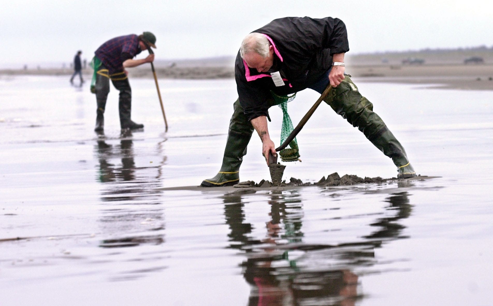 Razor clam diggers have had a good season this winter and spring.