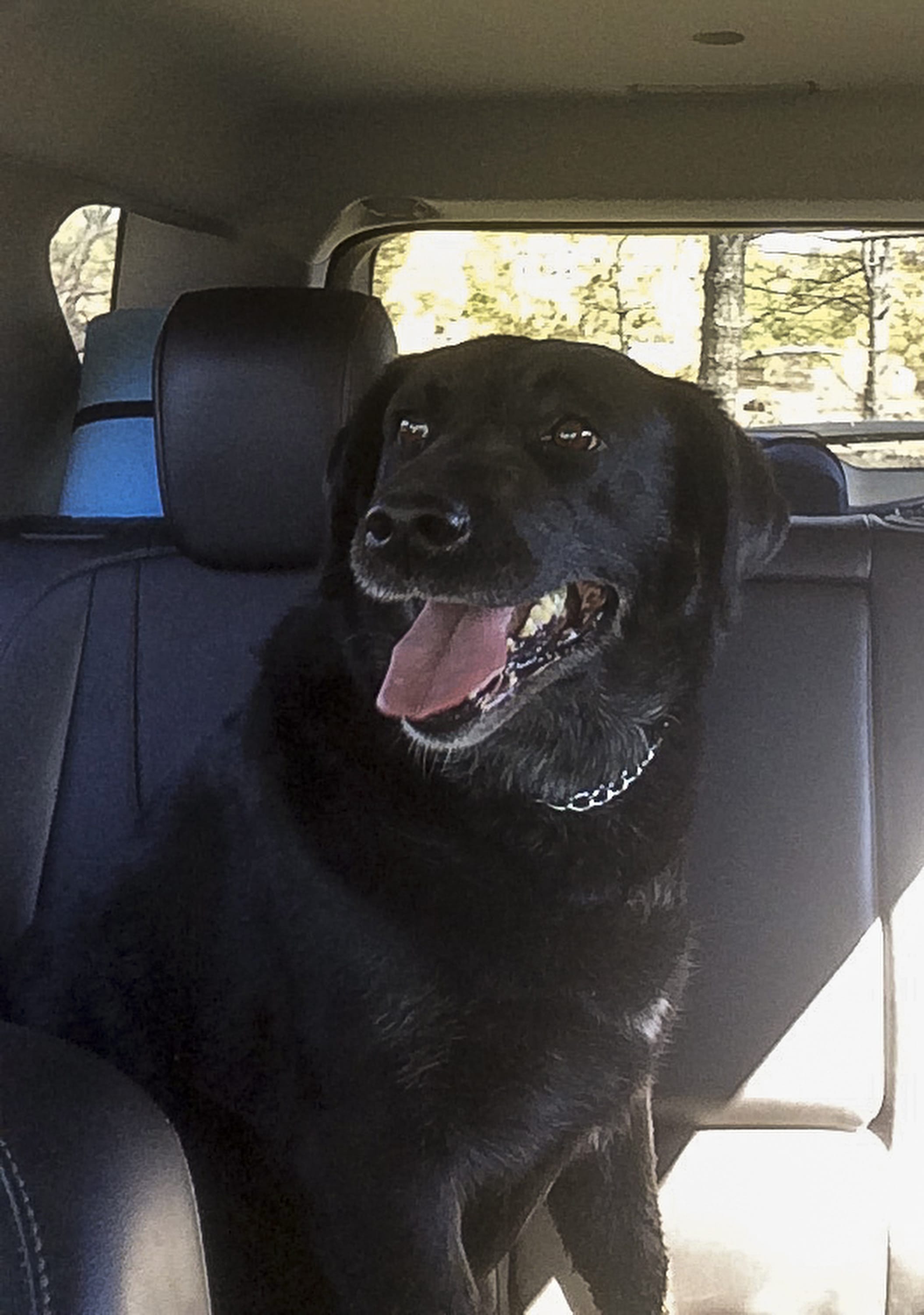 Thumper, a 70-pound lab, sits in the backseat of Associated Press reporter Brian Skoloff's rental car, as he drove it back to town to get reunited with her owner, resident Lawrence Ross. Skoloff retrieved Thumper as it crawled out from beneath a house covered in ash and soot in a wildfire evacuation zone near Middletown, Calif. Officials had not let residents return to the area since the fire had erupted about 100 miles north of San Francisco, scorching thousands of acres and reducing more than 800 homes to ash. Thumper survived among homes burned to their foundations and the five days she had been alone at the house that miraculously remained unscathed.