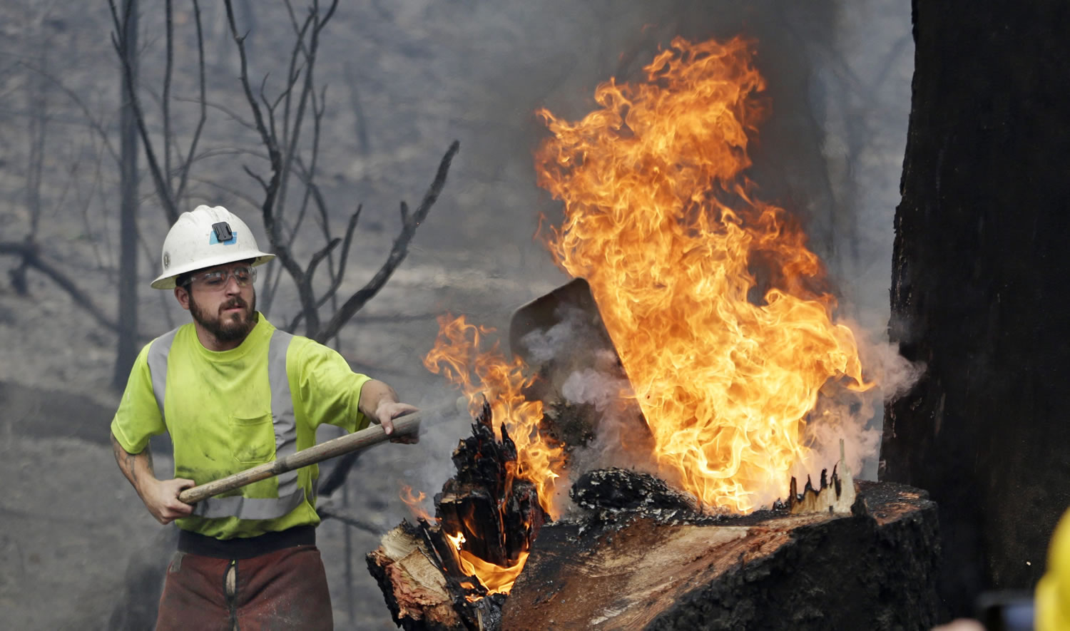 Utility worker Michael Quinliven shovels dirt onto a burning stump so he can cut down the charred ponderosa pine next to it Monday, Sept. 14, 2015, in Middletown, Calif. Utility crews worked to remove fire-damaged trees that took down power lines and threatened further damage following a wildfire there two days earlier. Two of California's fastest-burning wildfires in decades overtook several Northern California towns, killing at least one person and destroying hundreds of homes and businesses and sending thousands of residents fleeing highways lined with buildings, guardrails and cars still in flames.