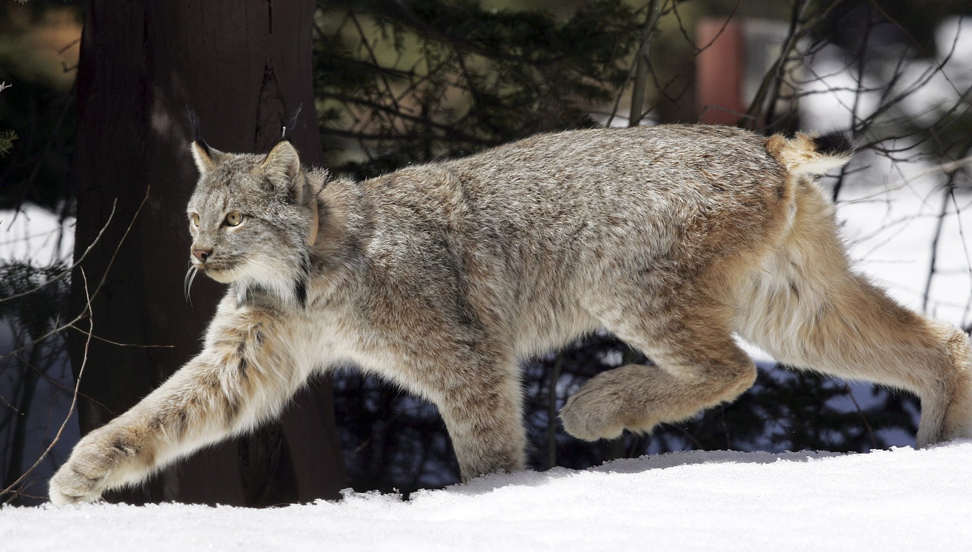 A Canada lynx heads into the Rio Grande National Forest after being released near Creede, Colo.