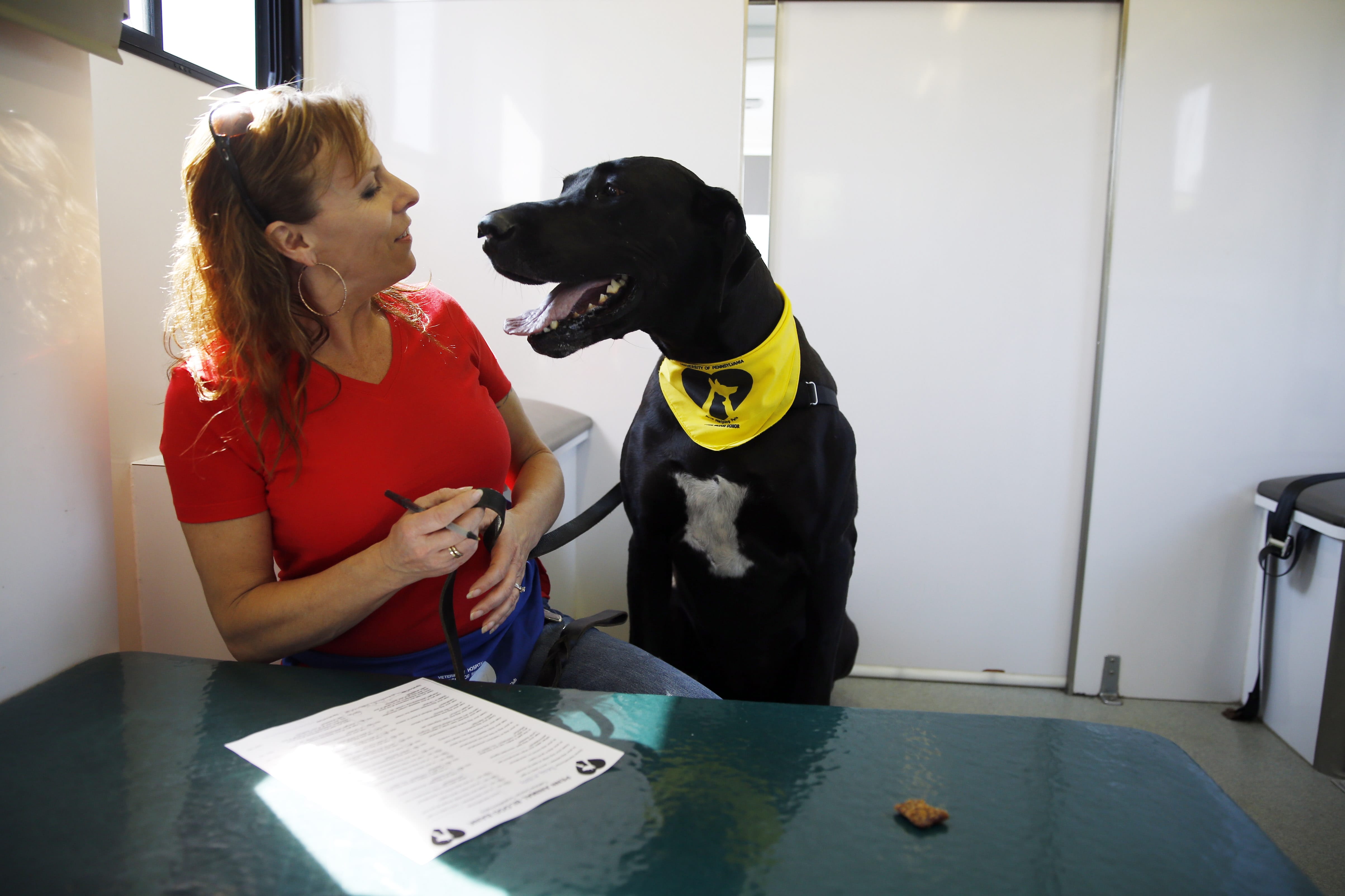 Paula Hackett, of Harleysville, Pa., talks with her dog Tosey, a 5-year-old great Dane, inside the University of Pennsylvania veterinary school's animal bloodmobile in Harleysville, Pa.