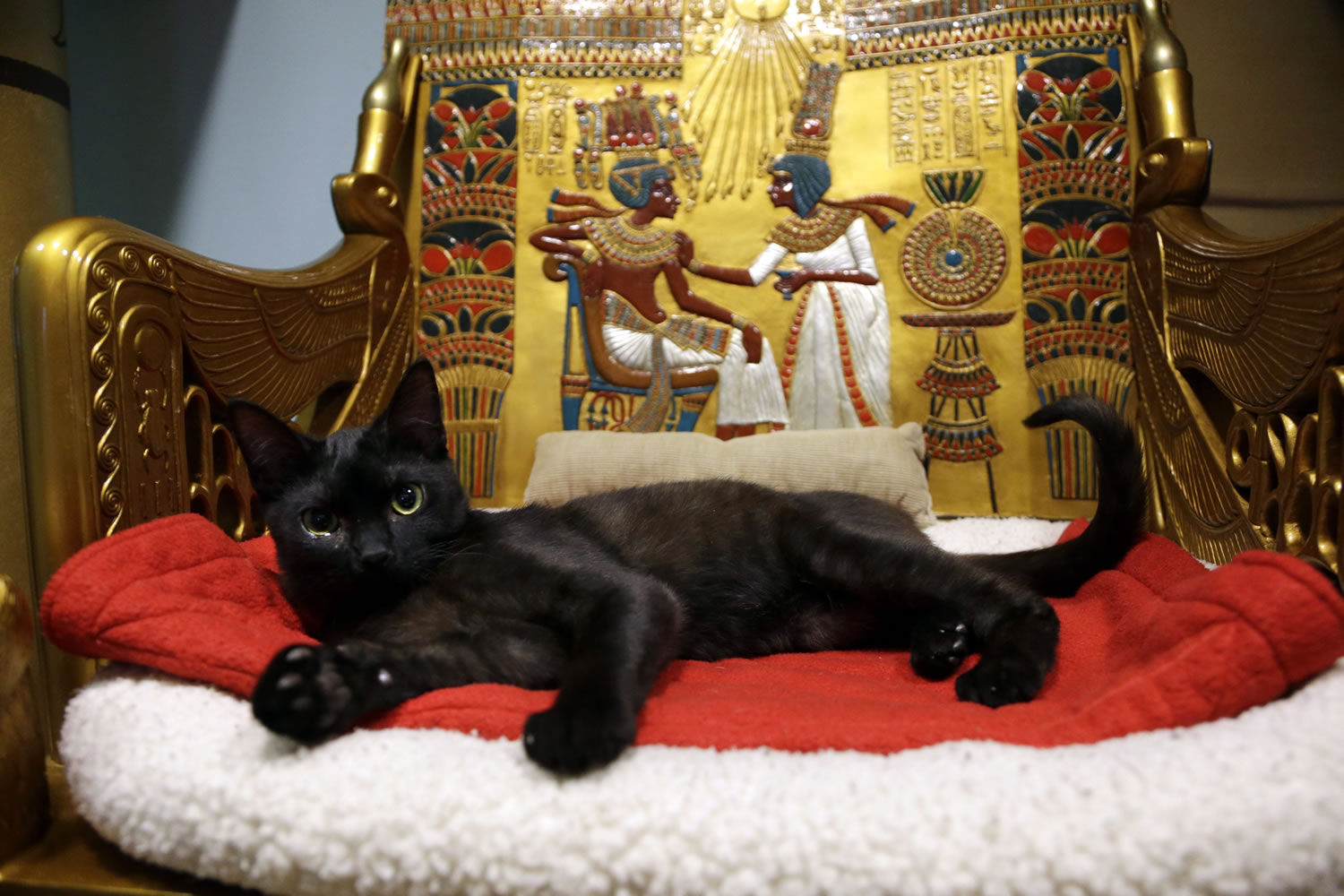 A cat rests on the throne bed in the King Tut-theme cat playroom at the Oregon Humane Society in Portland.