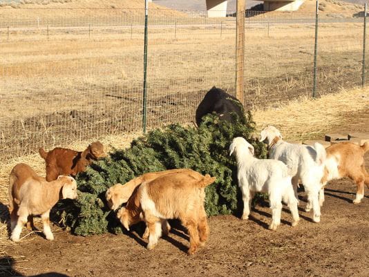 Several goats munch on a pine tree Tuesday in Reno, Nev. . They are owned by Vince Thomas, founder of Goat Grazers, who along with his 40 goats are teaming up with the Truckee Meadows Fire Protection District to help recycle Christmas trees and keep them out of landfills.