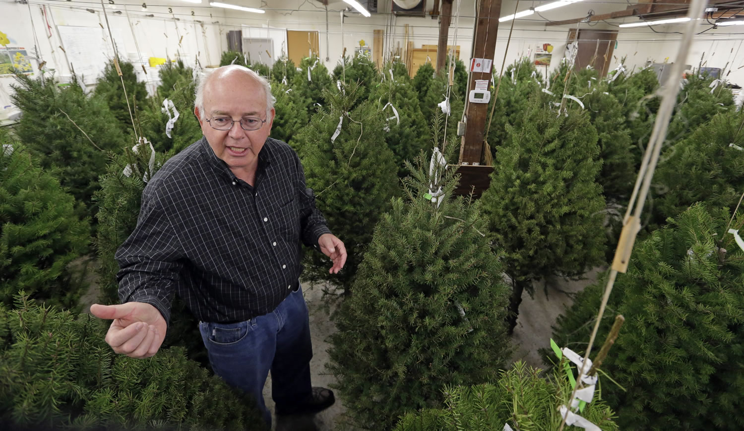 Gary Chastagner, a Washington State University plant pathology professor, stands Tuesday among trimmed Douglas fir trees suspended in a temperature and humidity-controlled room at a school research facility in Puyallup. Consumers consistently cite messiness as one of the most common reasons they don't have a real tree, says the National Christmas Tree Association.