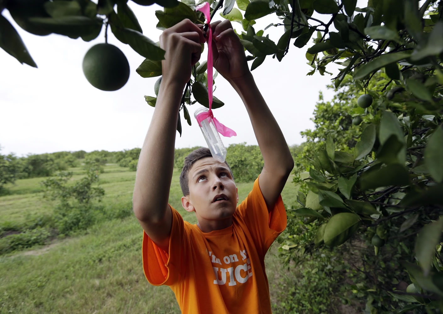 Nick Howell, 13, a member of the McLean family who owns Uncle Matt's organic orange juice company, places a vial containing the tamarixia wasp to release in their orange groves July 25 in hopes of combating the citrus greening disease, in Clermont, Fla.