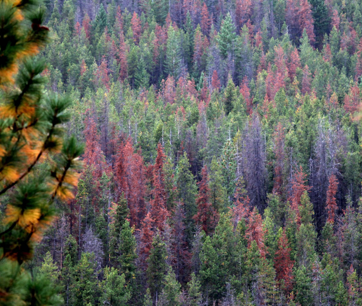 In October 2011,   damage from bark beetles is clear in a stand of pine trees in the Sawtooth Ridge area above the Methow Valley in the North Cascades.