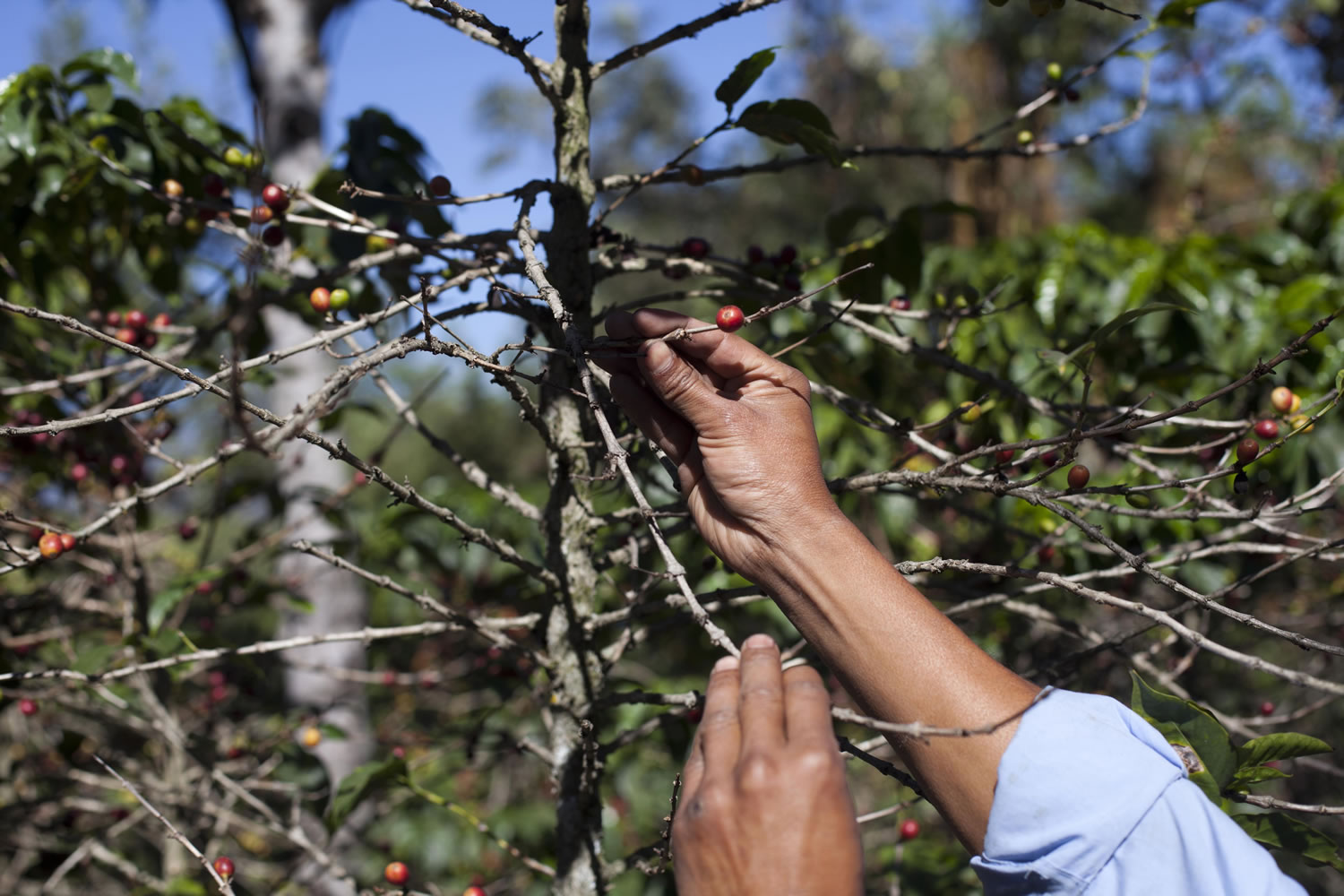 Small coffee producer Hector Perez shows beans damaged by the roya fungus in San Gaspar Vivar, Guatemala.