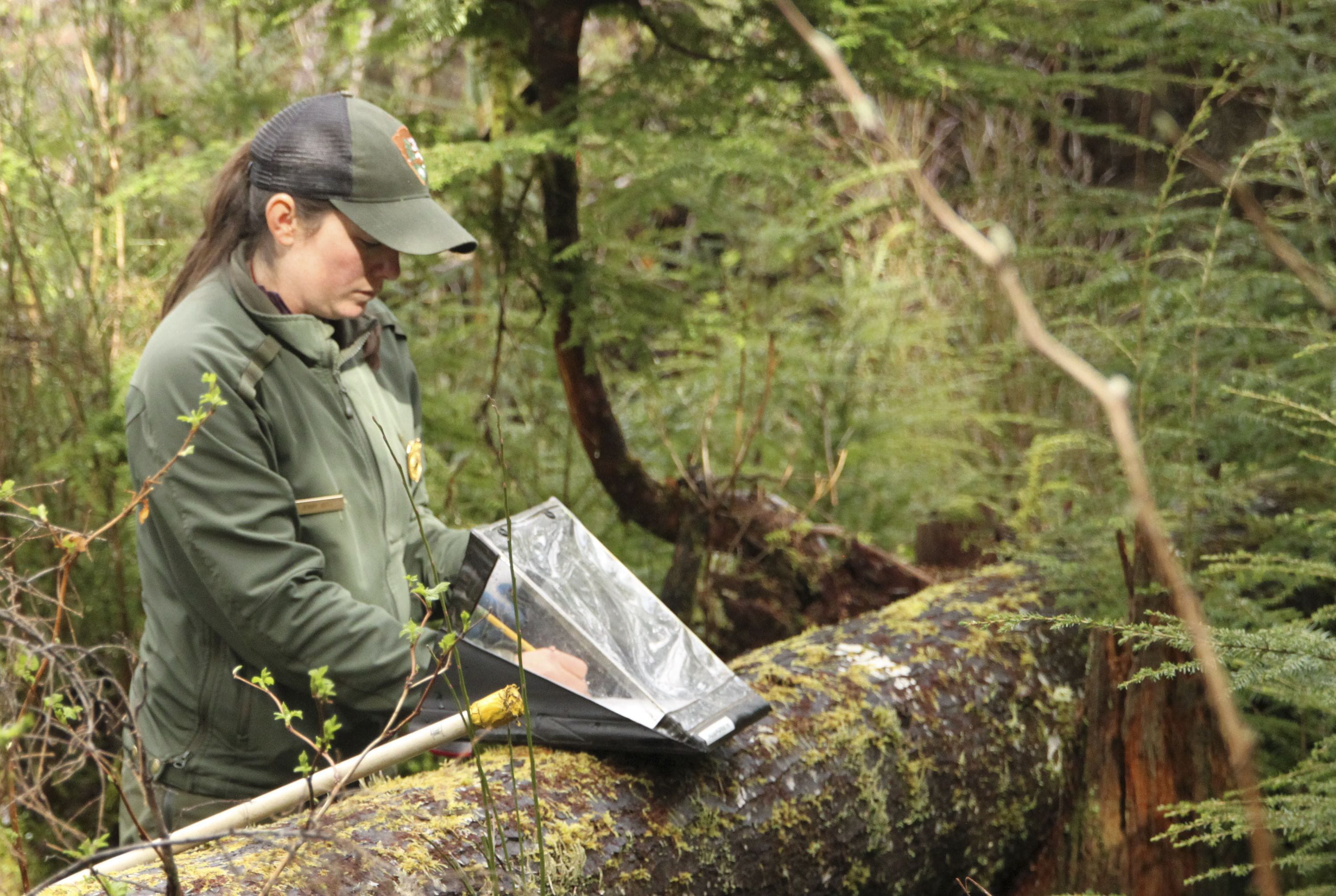 Jenny Bell, a biological technician with Lewis and Clark National Historical Park, records elk pellets she uncovered on a plot within the Fort Clatsop unit.