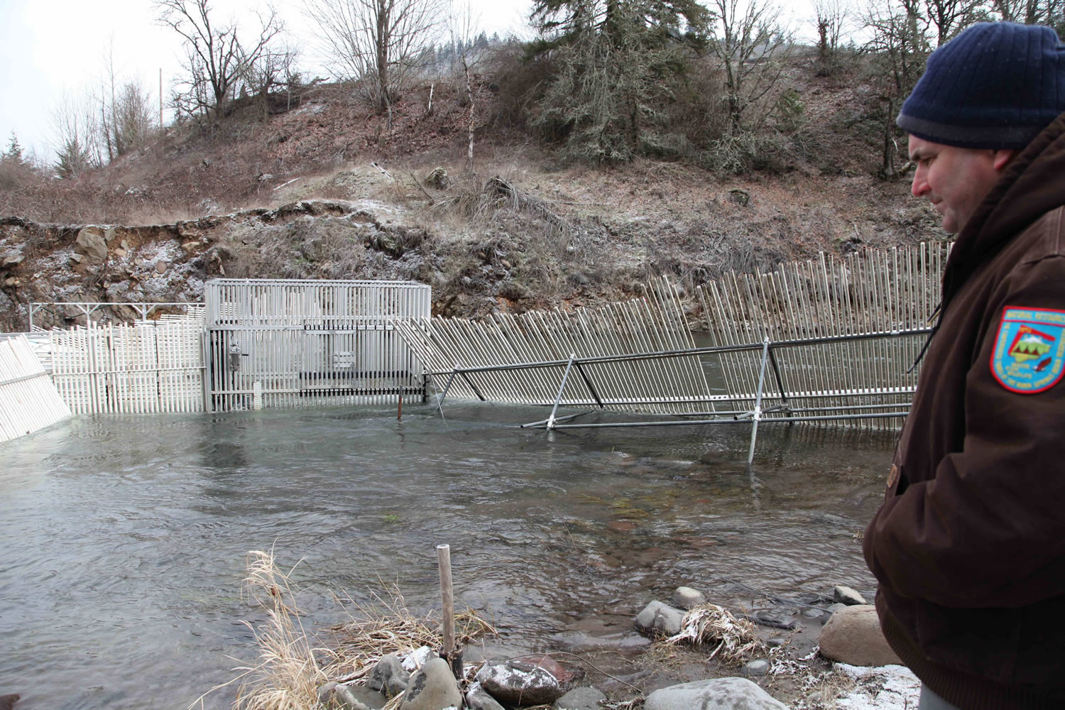 Hood River hatchery coordinator Chris Brun looks Feb. 4 at the weirs recently installed to catch salmon and steelhead returning to the hatchery in Parkdale, Ore., to spawn.