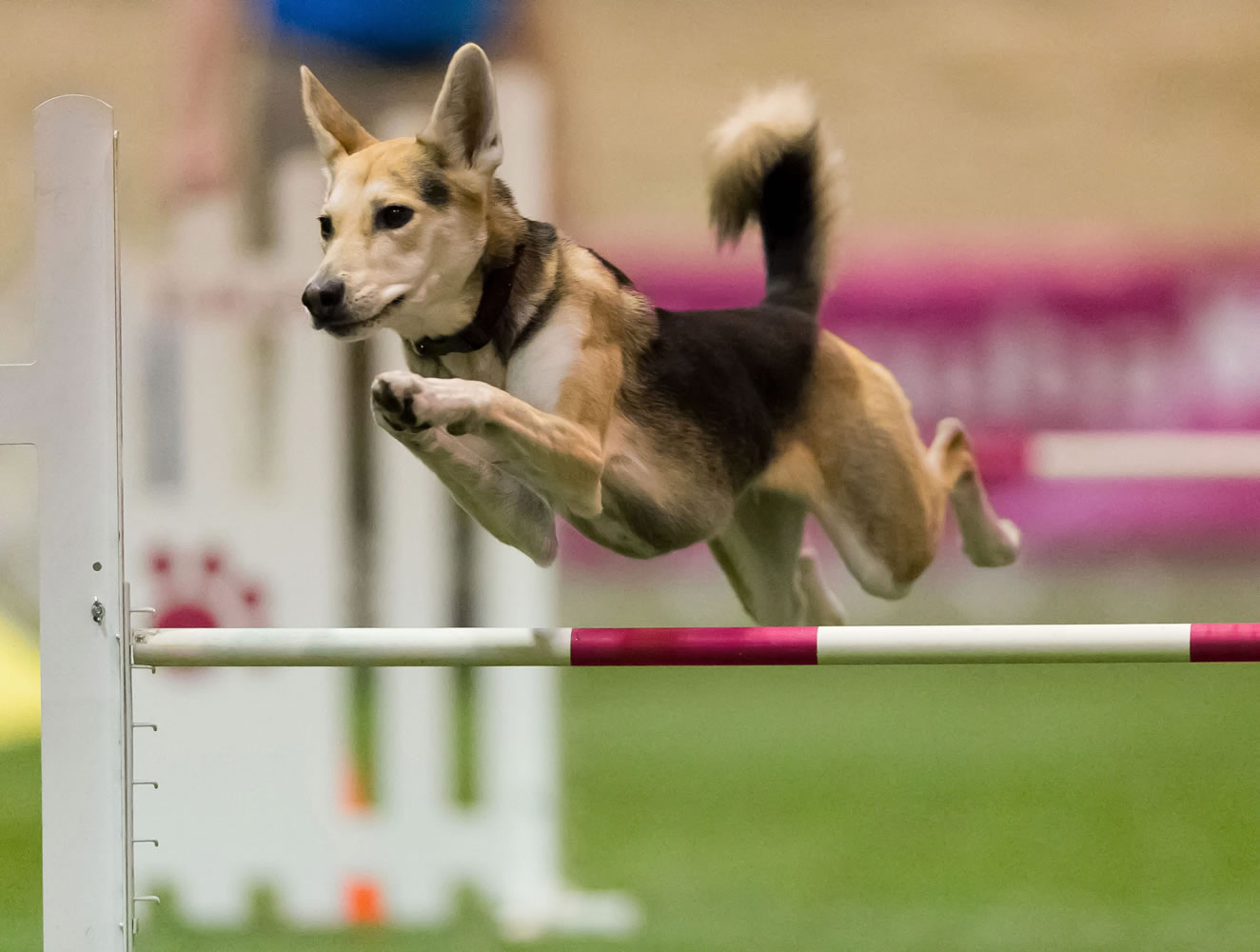 Roo! clears a hurdle during an agility competition in Orlando, Fla. The husky mix will be one of about 225 agility dogs whizzing through tunnels, around poles and over jumps as she competes in the Westminster Dog Show's new agility competition in February.