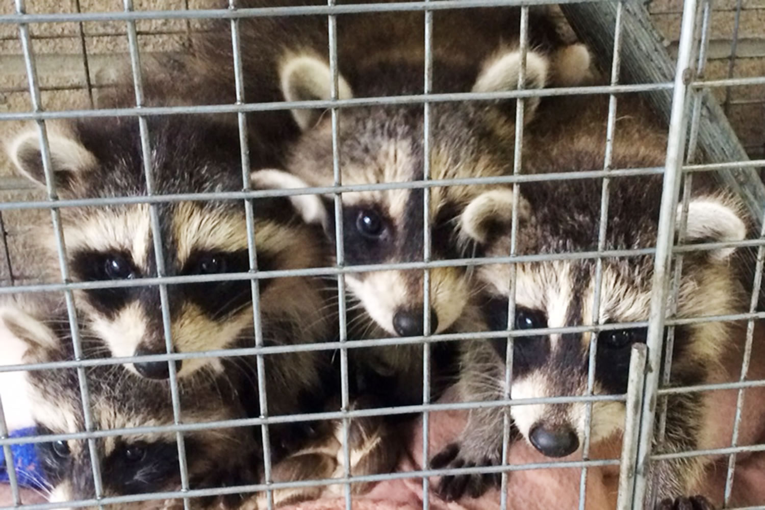 Three young raccoons were left at the doorstep Friday of the Westchester County Department of Health's office in New Rochelle, N.Y.