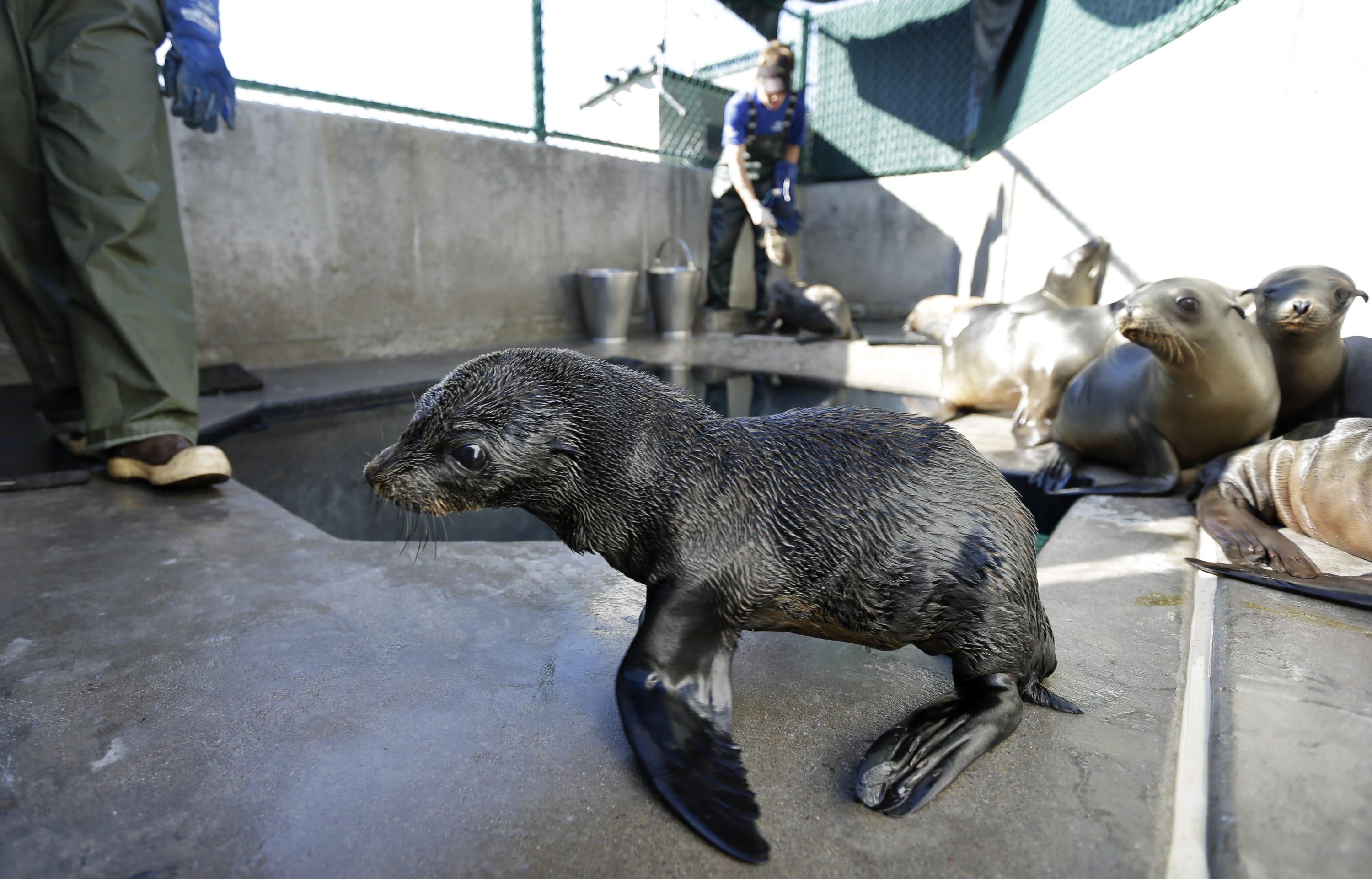 Large numbers of Guadalupe fur seals dying off California - The Columbian