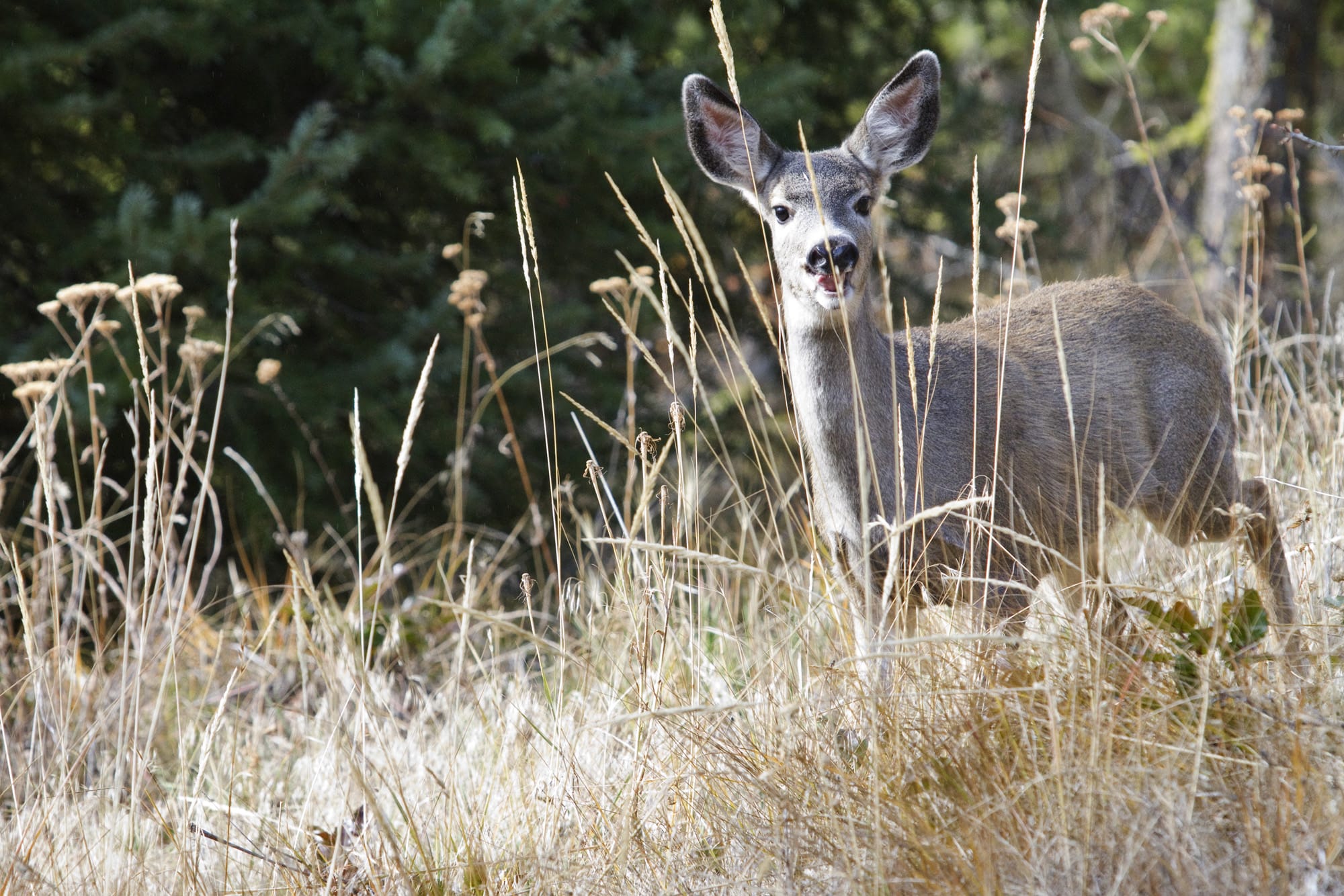 This deer was photographed near Cleman Mountain in the Yakima area.