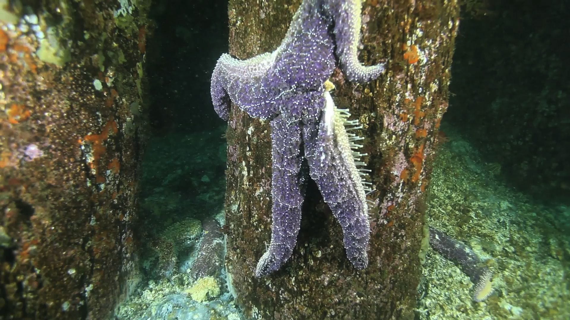A dying Pisaster ochraceus sea star in the waters off West Seattle dangles by its tentacles off a piling that would normally be covered with a rainbow of sea stars.