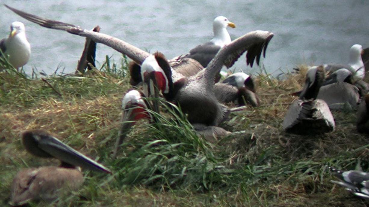 California brown pelicans with red bill pouches, indicating they are in breeding condition, are seen on East Sand Island in the Columbia River, which is much farther north than their usual breeding grounds in Southern California and Mexico.