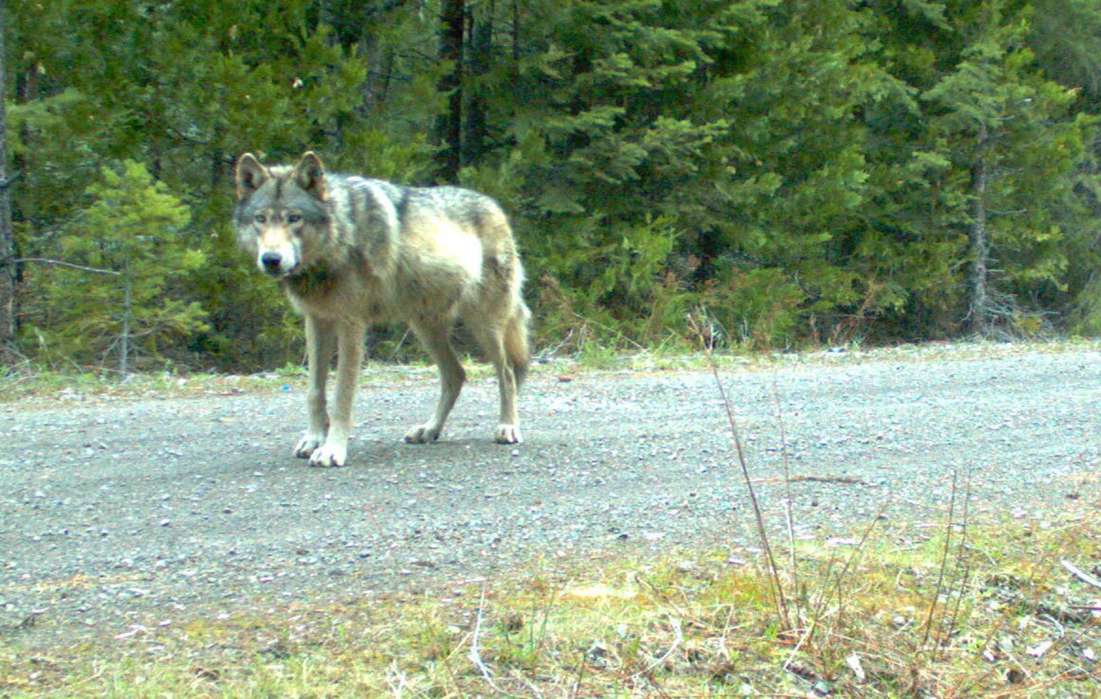Remote camera photo of OR-7, captured May 3 in eastern Jackson County on U.S.