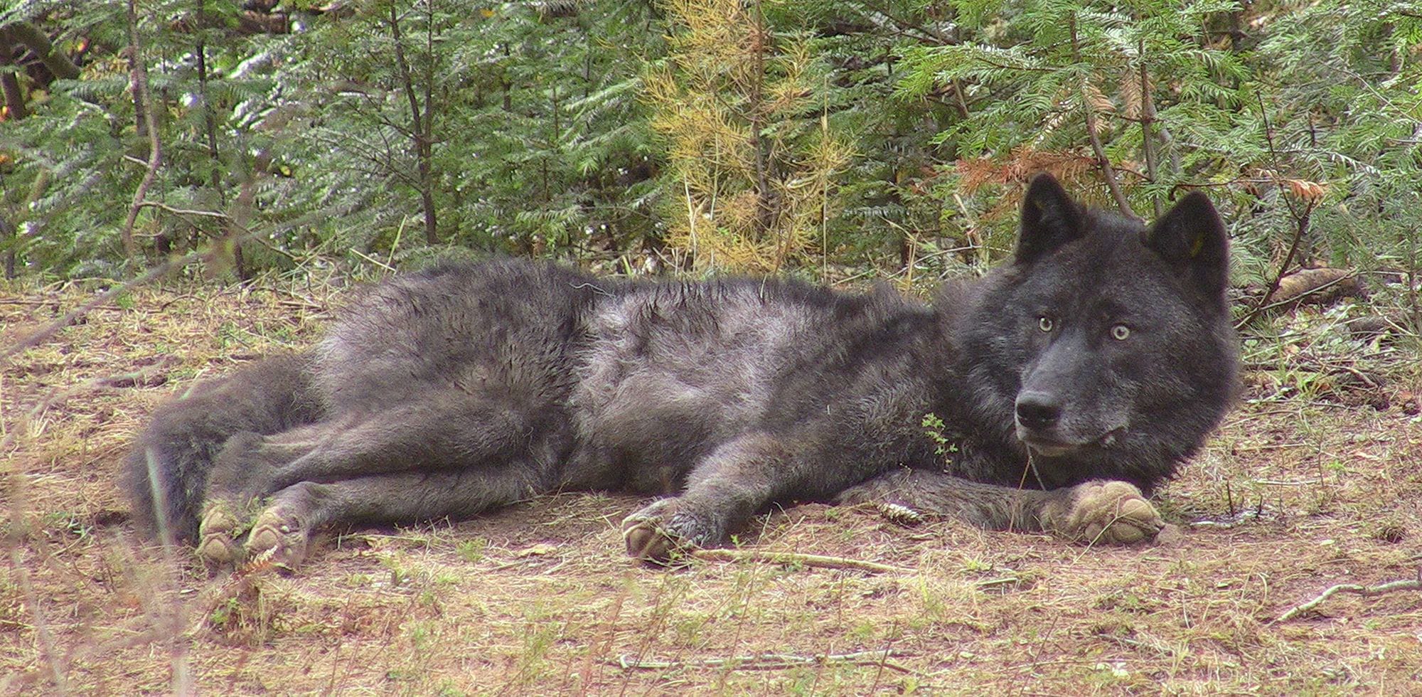 A wolf dubbed OR16, a member of the Walla Walla pack, was radio-collared on Nov. 1, 2012, north of Elgin, Ore.