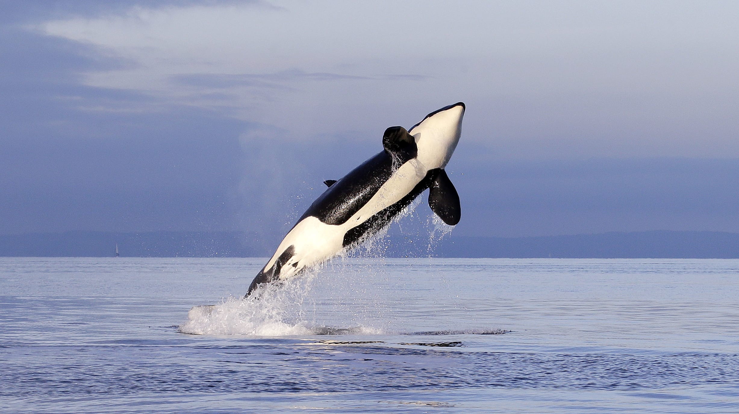 An endangered female orca leaps from the water while breaching in Puget Sound west of Seattle in January.