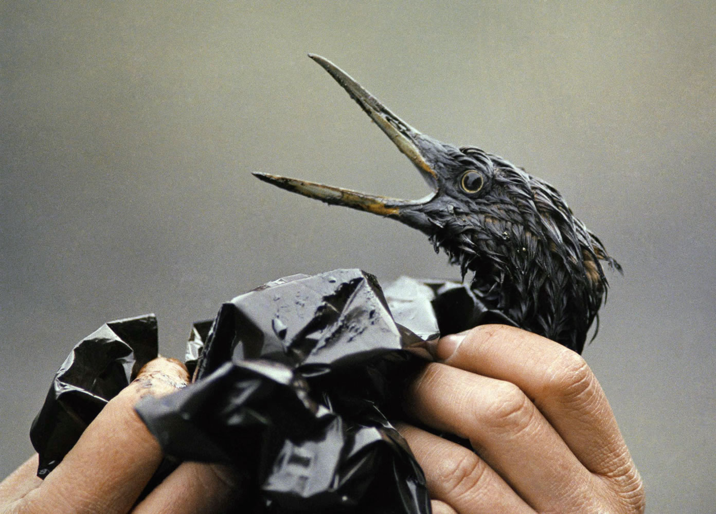An oil-soaked bird is examined on an island in Prince William Sound, Alaska, in April 1989, in the aftermath of the March 24, 1989, spill of millions of gallons of crude oil.