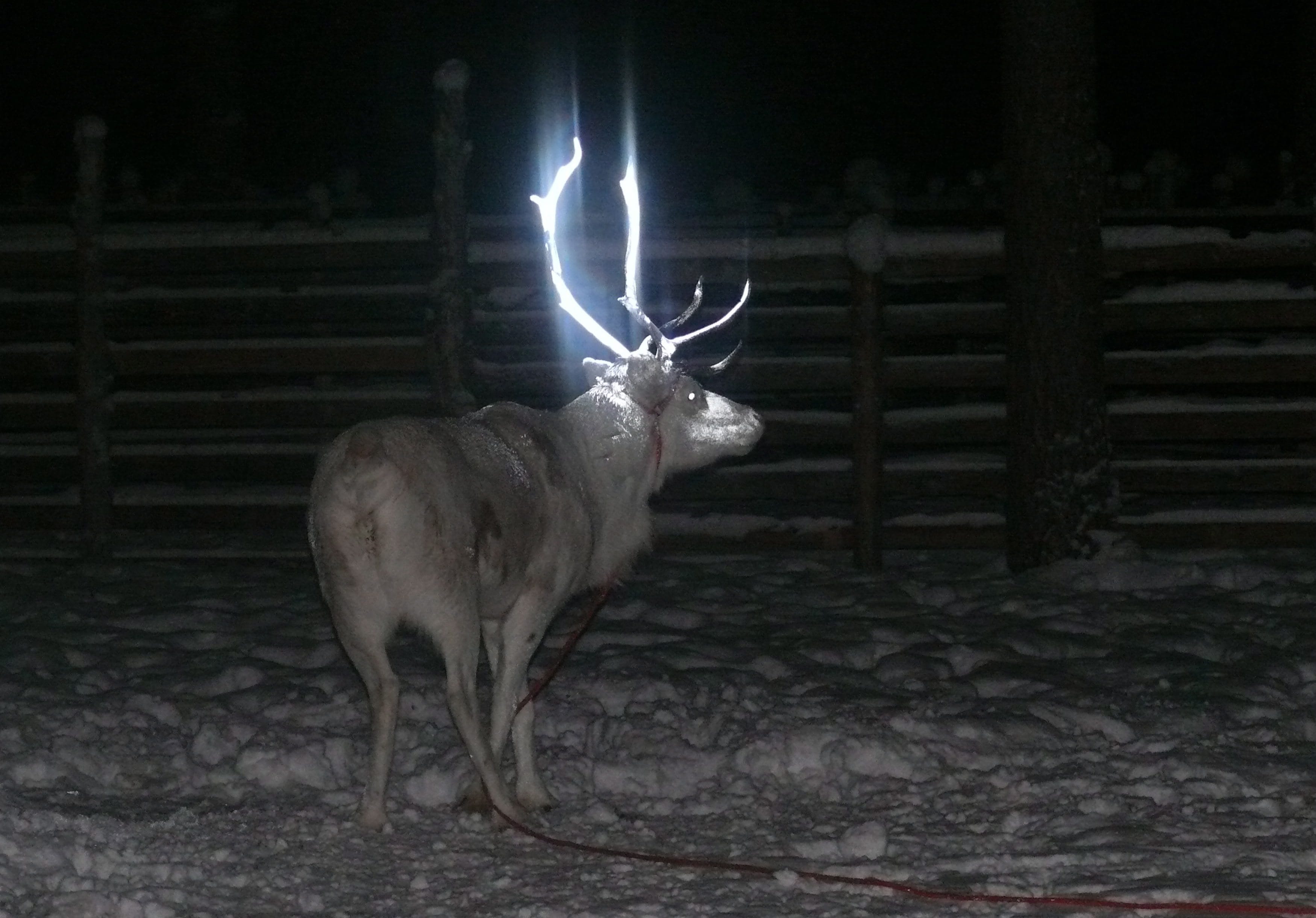 A reindeer is seen with fluorescent antlers after a test in which Finnish herders dabbed it with fluorescent paint.