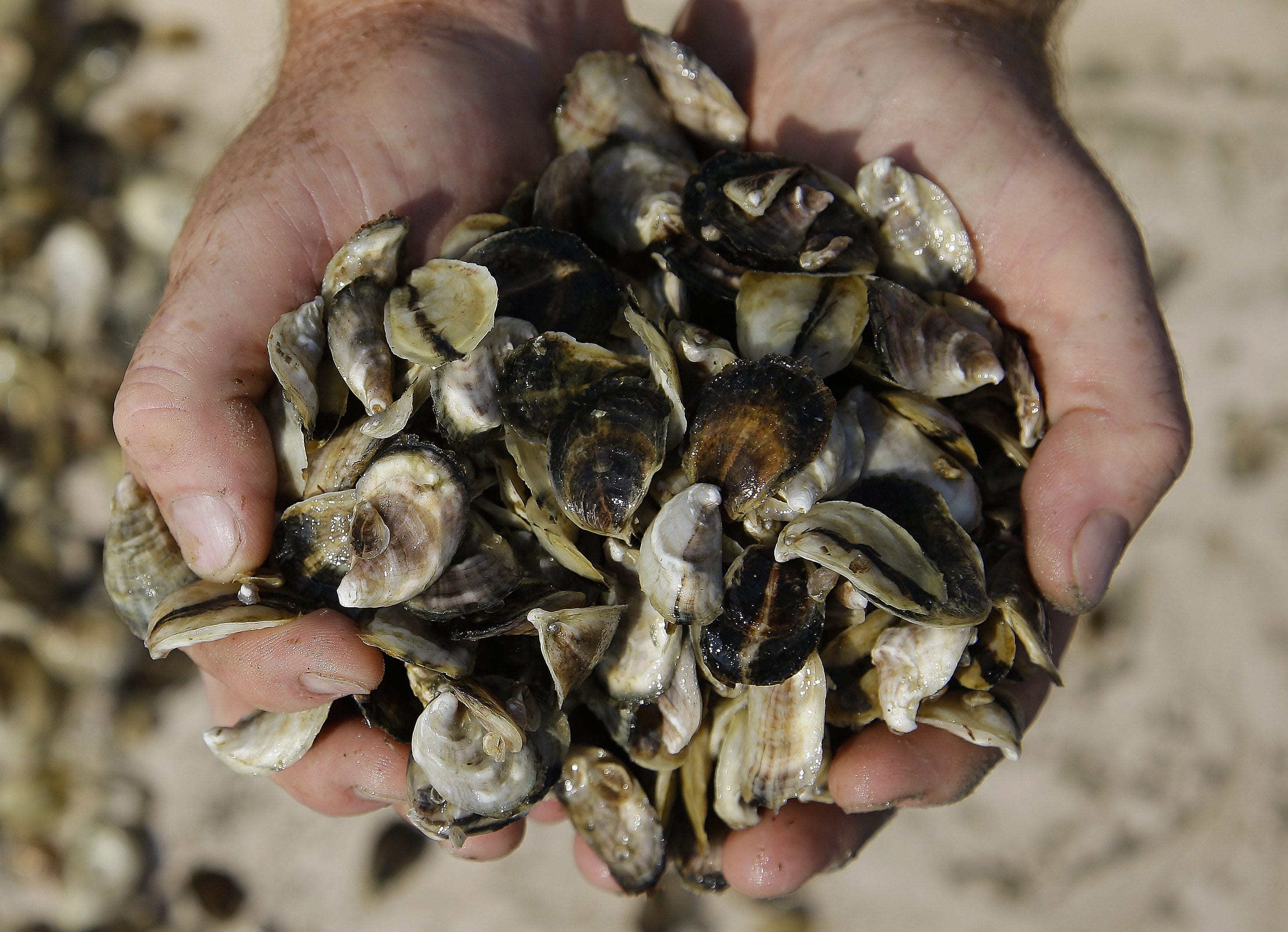 A report from the Centers of Disease Control says there was in increase in infections from vibrio bacteria found in raw shellfish such as oysters.