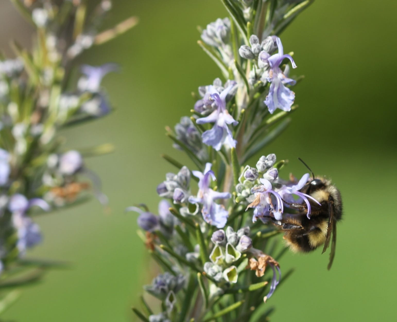 A bumblebee hangs on rosemary blooms on a residential property in Langley. Honeybee numbers are dropping so steeply that some species are believed extinct.