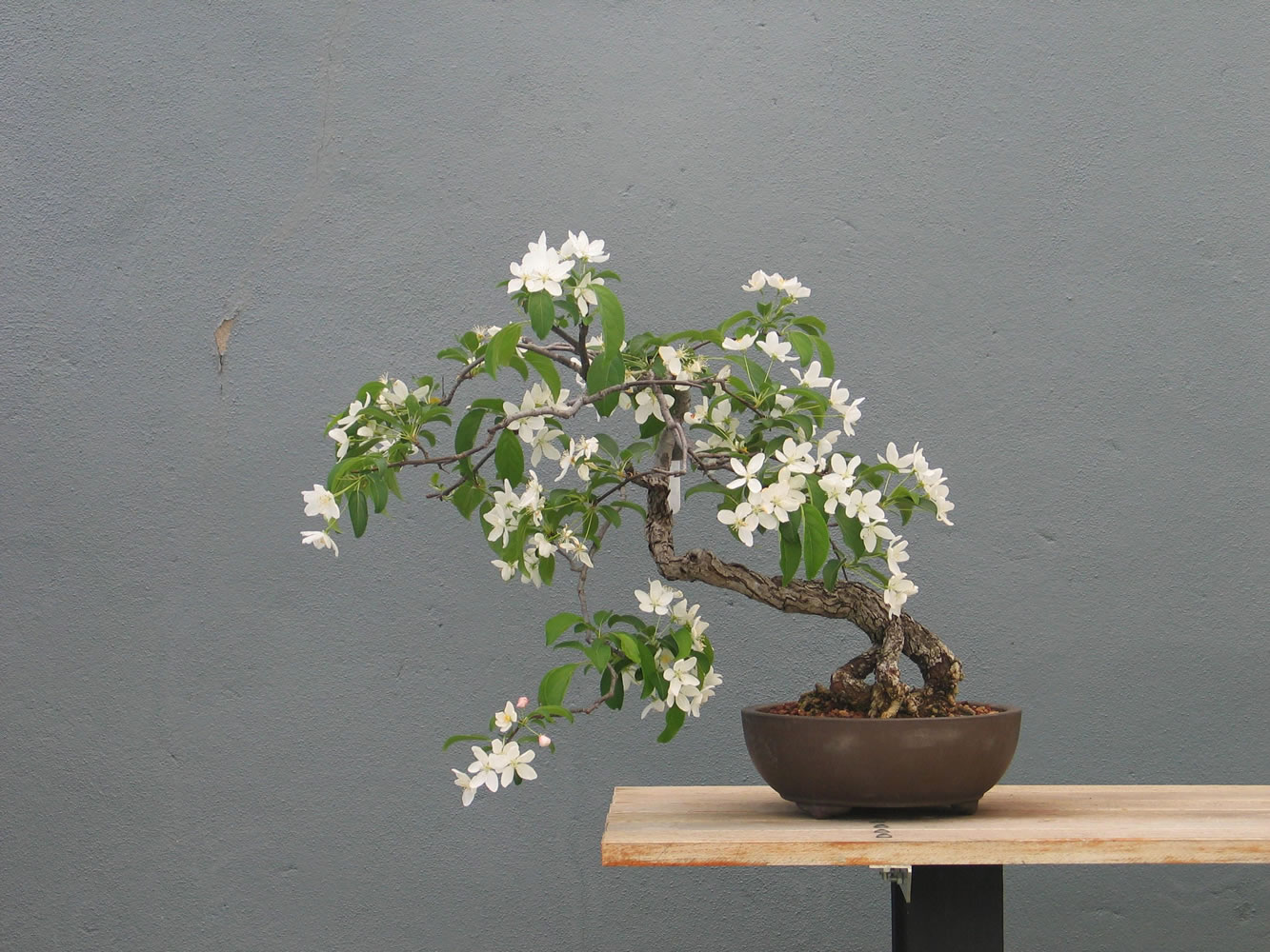 A Malus slant style bonsai in spring in New York.