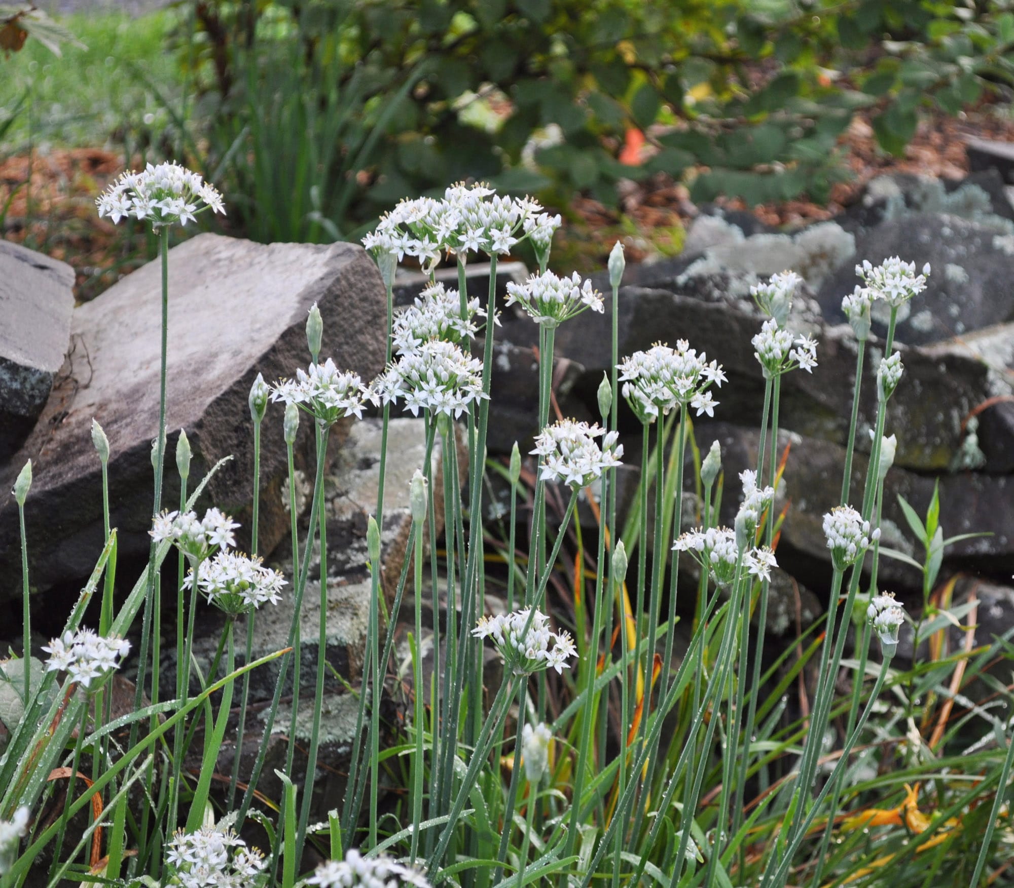 Ggarlic chives which is ornamental, tasty, and -- when grown at an appropriate location, such as the one depicted in New Paltz, N.Y.
