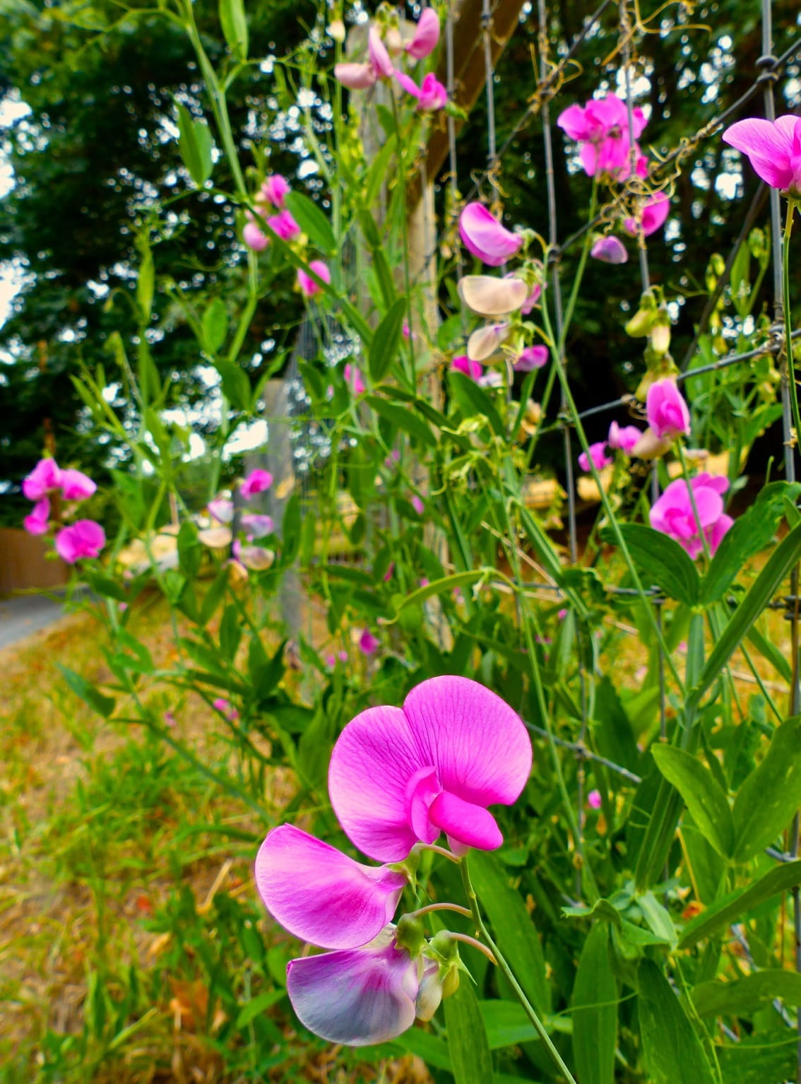It doesn't take massive flower beds to make beneficial insects happy — just a few pollen and nectar-rich plants such as these sweet peas, growing on a fence line near Langley. Convert small areas normally given over to pampered lawns or cultivated crops into pollinator pockets. Idled corners of farm fields work well, too.