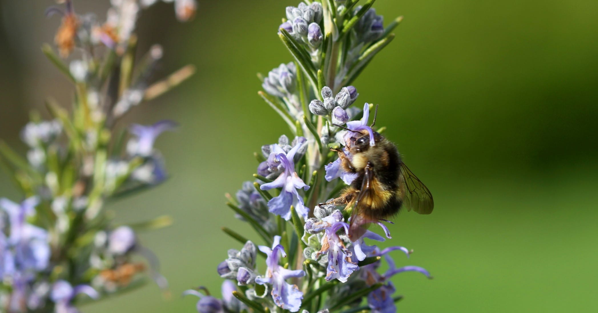 A bumble bee searches for nectar from a Rosemary plant near Langley.
