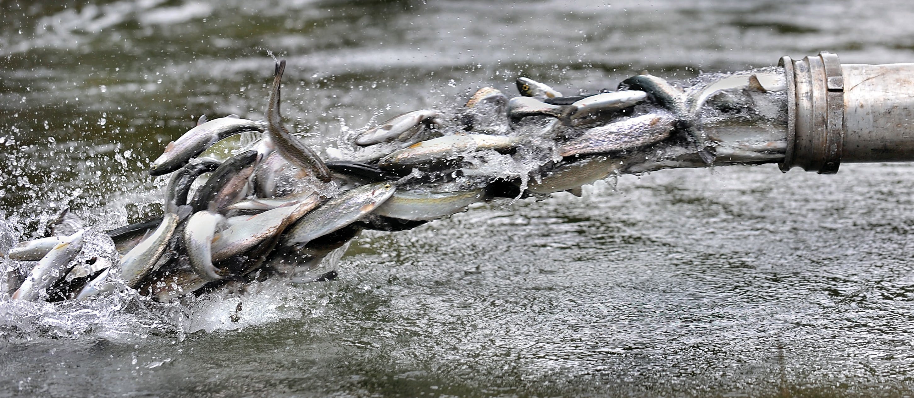 Thousands of hatchery-raised winter steelhead are released from an Oregon Department of Fish and Wildlife truck into Carberry Creek outside Ruch, Ore.