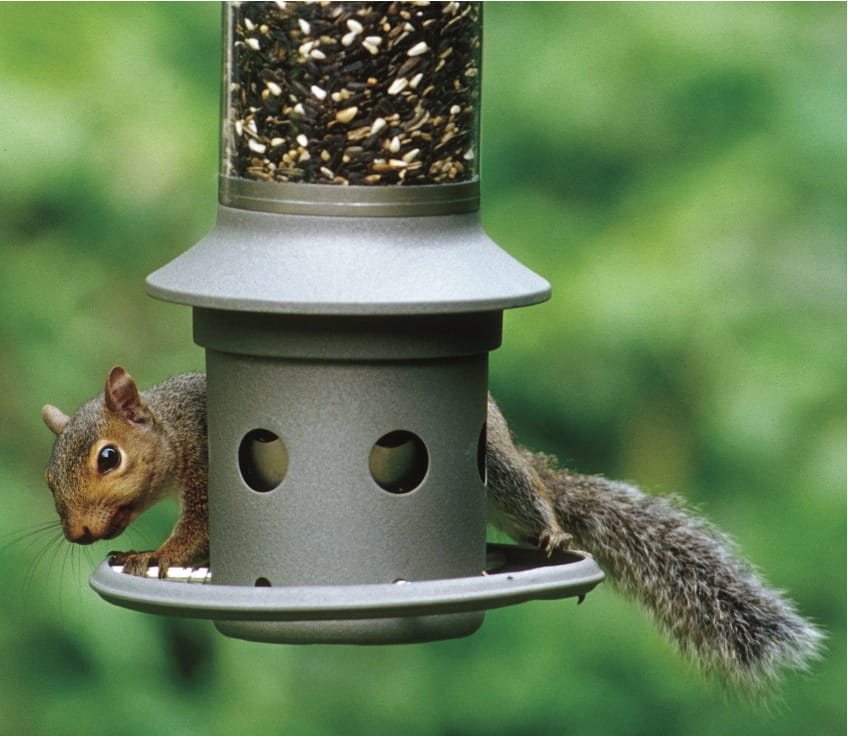 Wild Birds Unlimited
A squirrel attempts to eat bird seed on an Eliminator, a squirrel-proof bird feeder. It protects your birdseed from persistent squirrels.