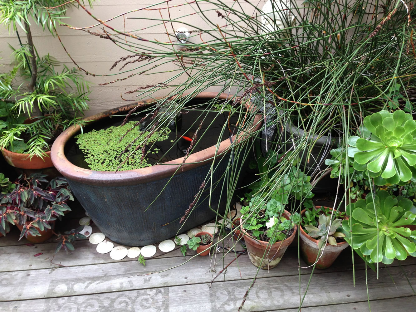 This Aug. 19, 2014 image released by Glen Gage shows a container pond put together using a planter on a patio in San Francisco.