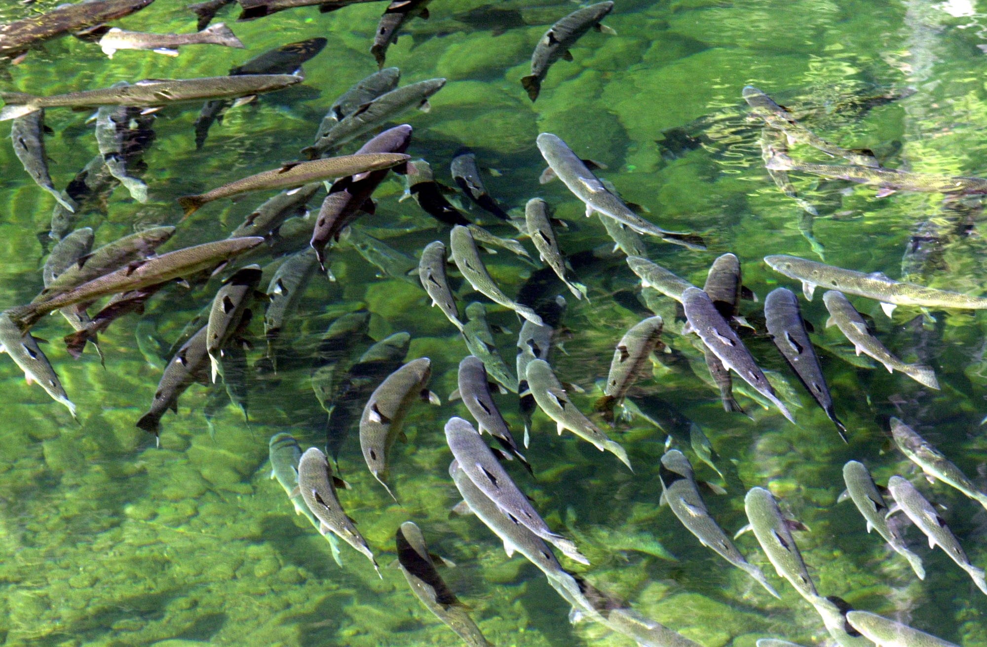 Steelhead trout swim in the Big Bend Pool of Steamboat Creek near Steamboat, Ore.