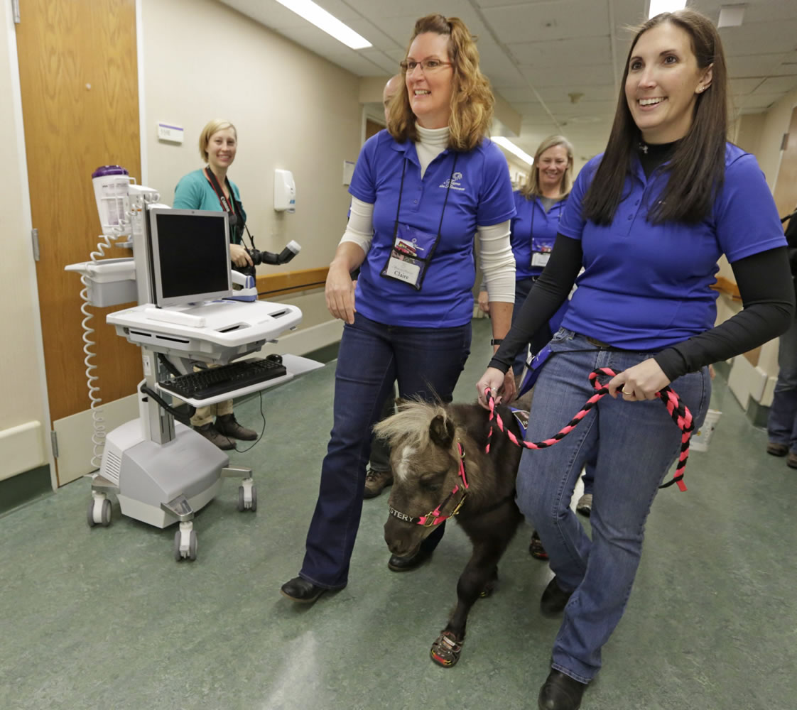 Staff and volunteers from Mane in Heaven escort Mystery, one of two miniature horses, to patients rooms during a visit to the pediatric unit at Rush University Medical Center in Chicago.