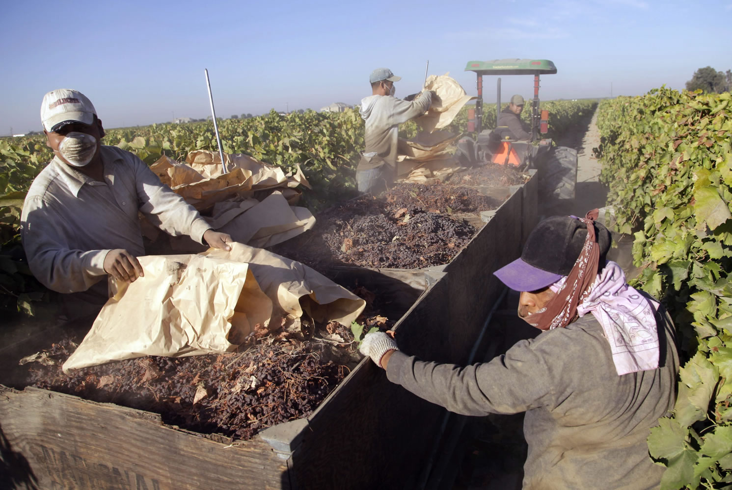 Farmworkers pick paper trays of dried raisins off the ground and heap them onto a trailer in the final step of raisin harvest near Fresno, Calif. Thousands of farmworkers in California, the nation?s leading grower of fruits, vegetables and nuts may soon be able to leave the uncertainty of their seasonal jobs for steady, year-around work building homes, cooking in restaurants and cleaning hotel rooms. An estimated 5 million people in the country illegally could be eligible to stay under the executive action President Barack Obama announced in November.